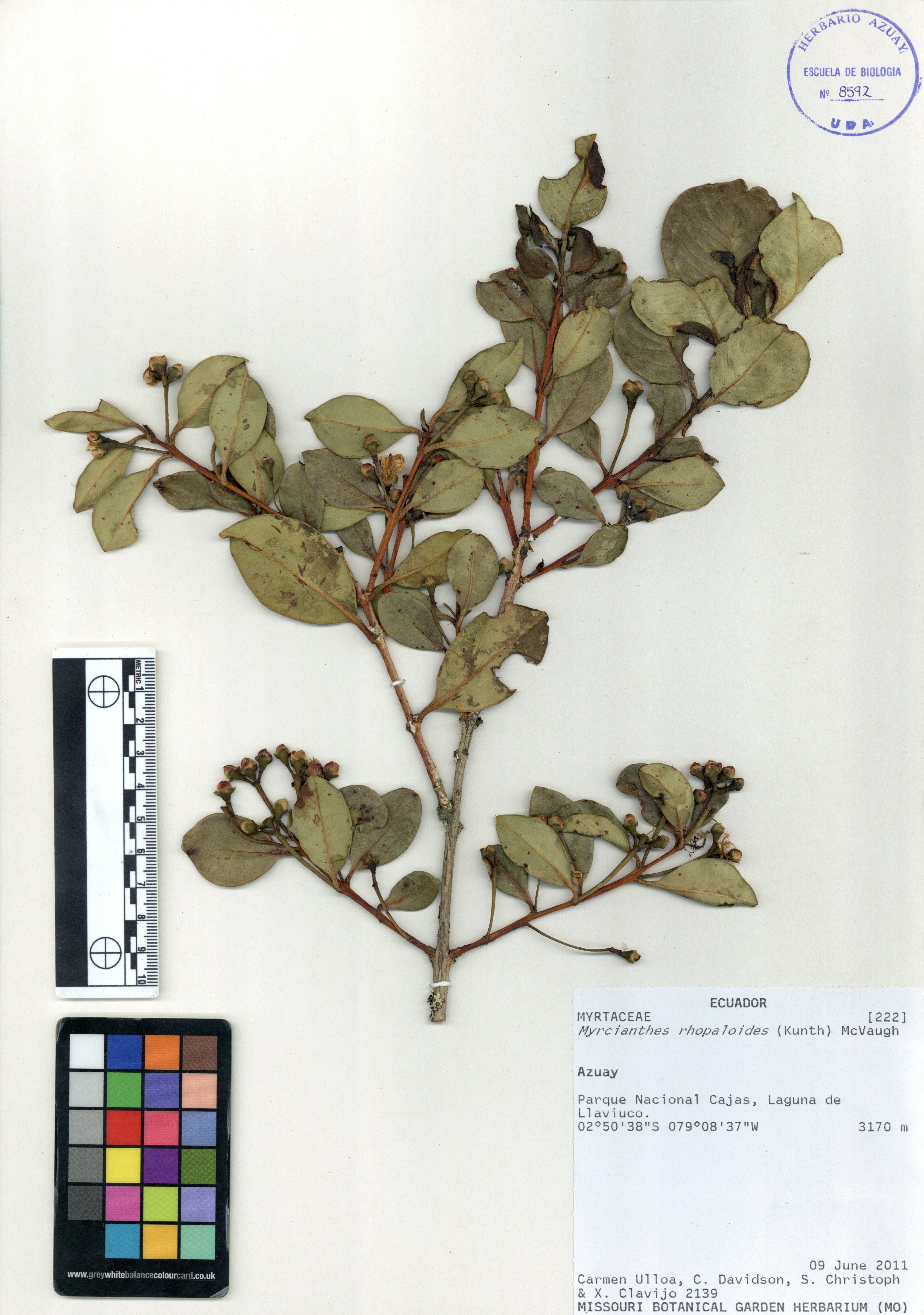 Myrcianthes rhopaloides (Kunth) McVaugh