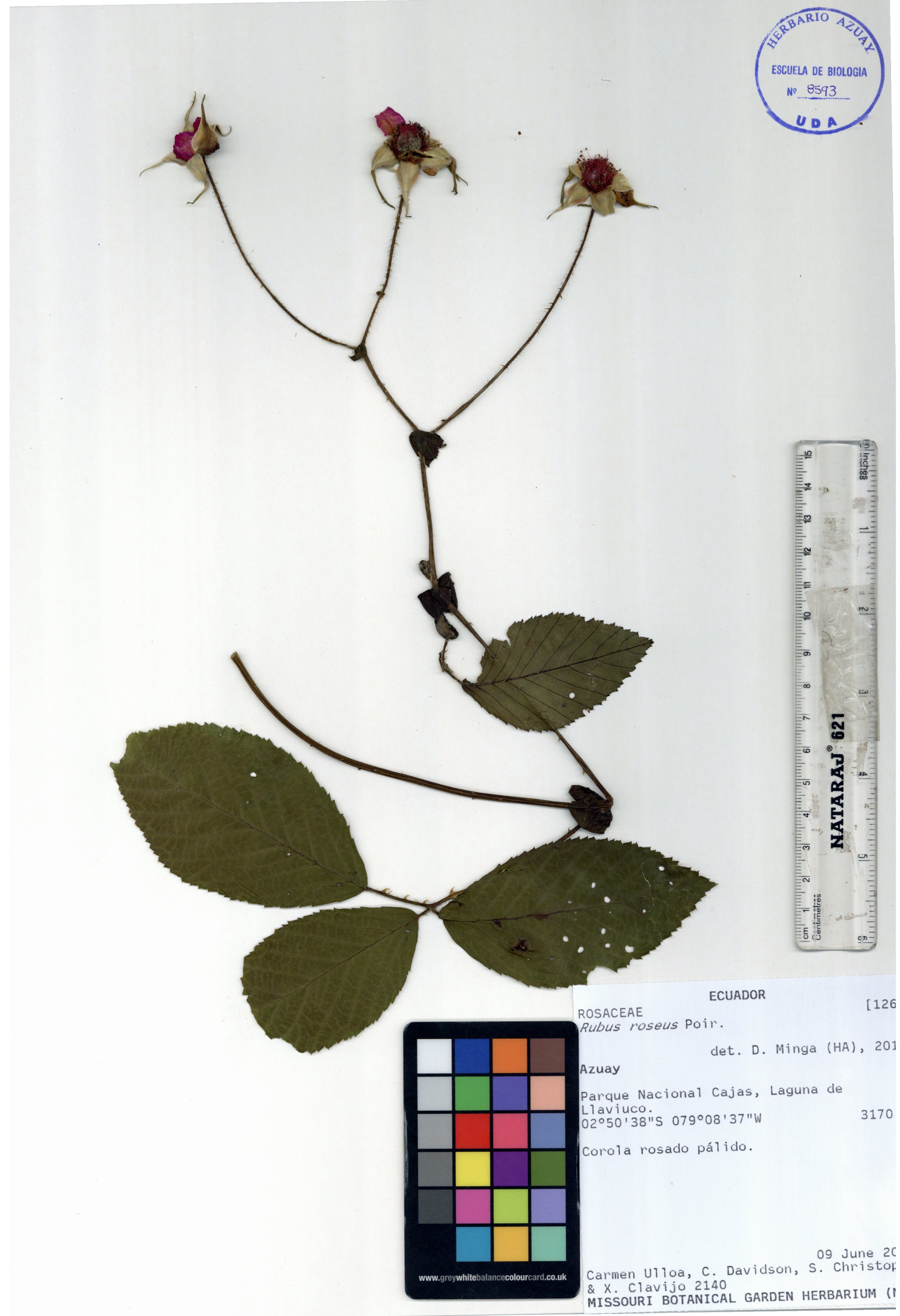 Rubus roseus Poir.