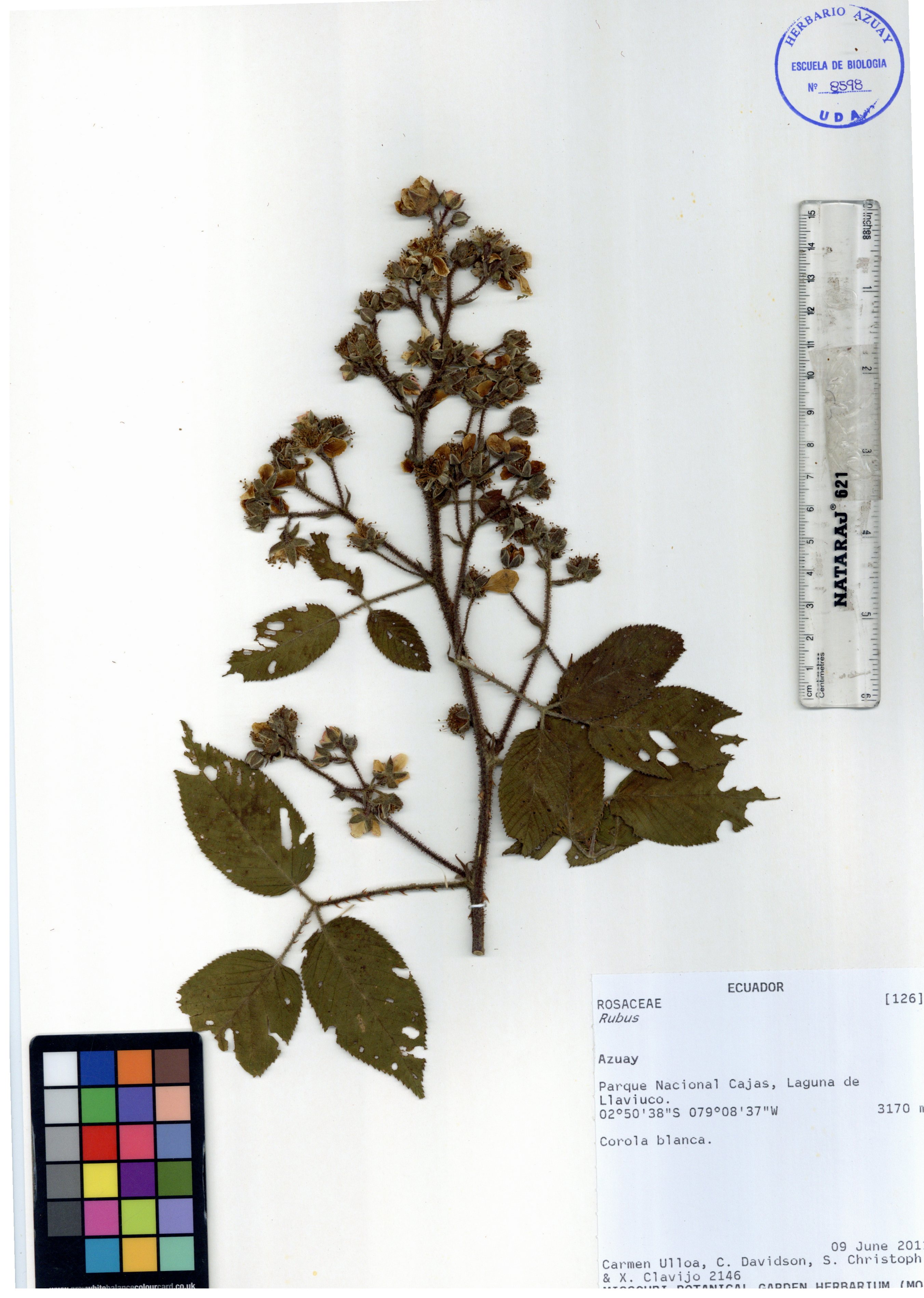 Rubus adenotrichos Schuldl.