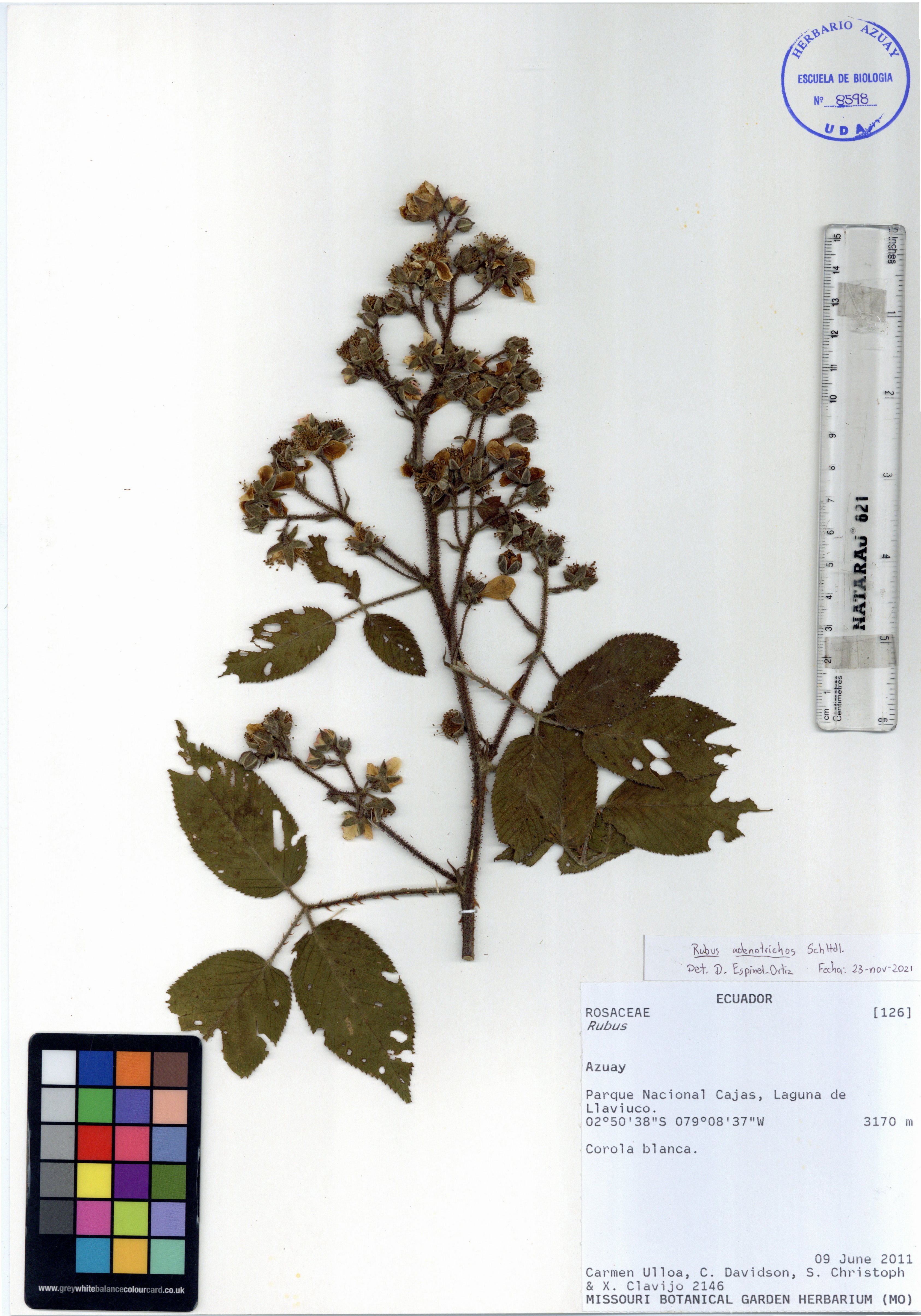 Rubus adenotrichos Schuldl.