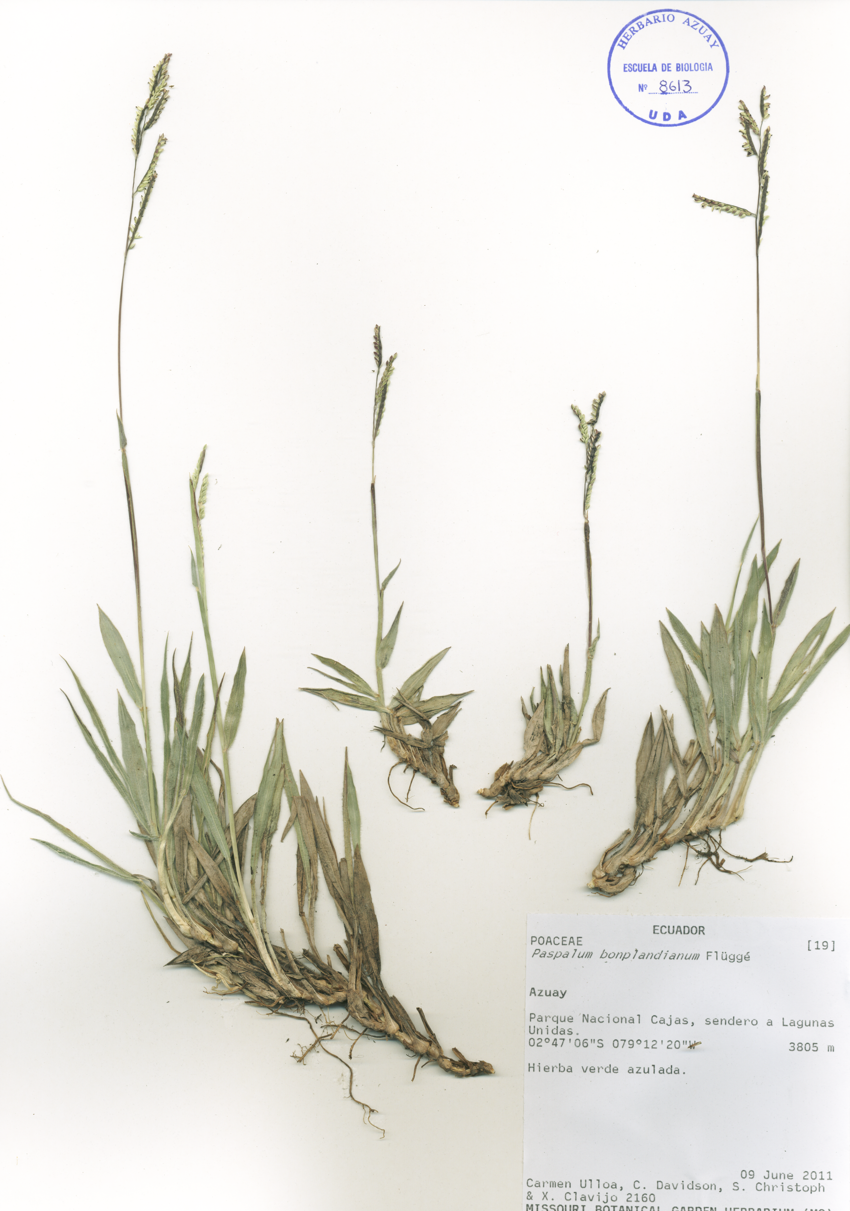 Paspalum bonplandianum Flüggé