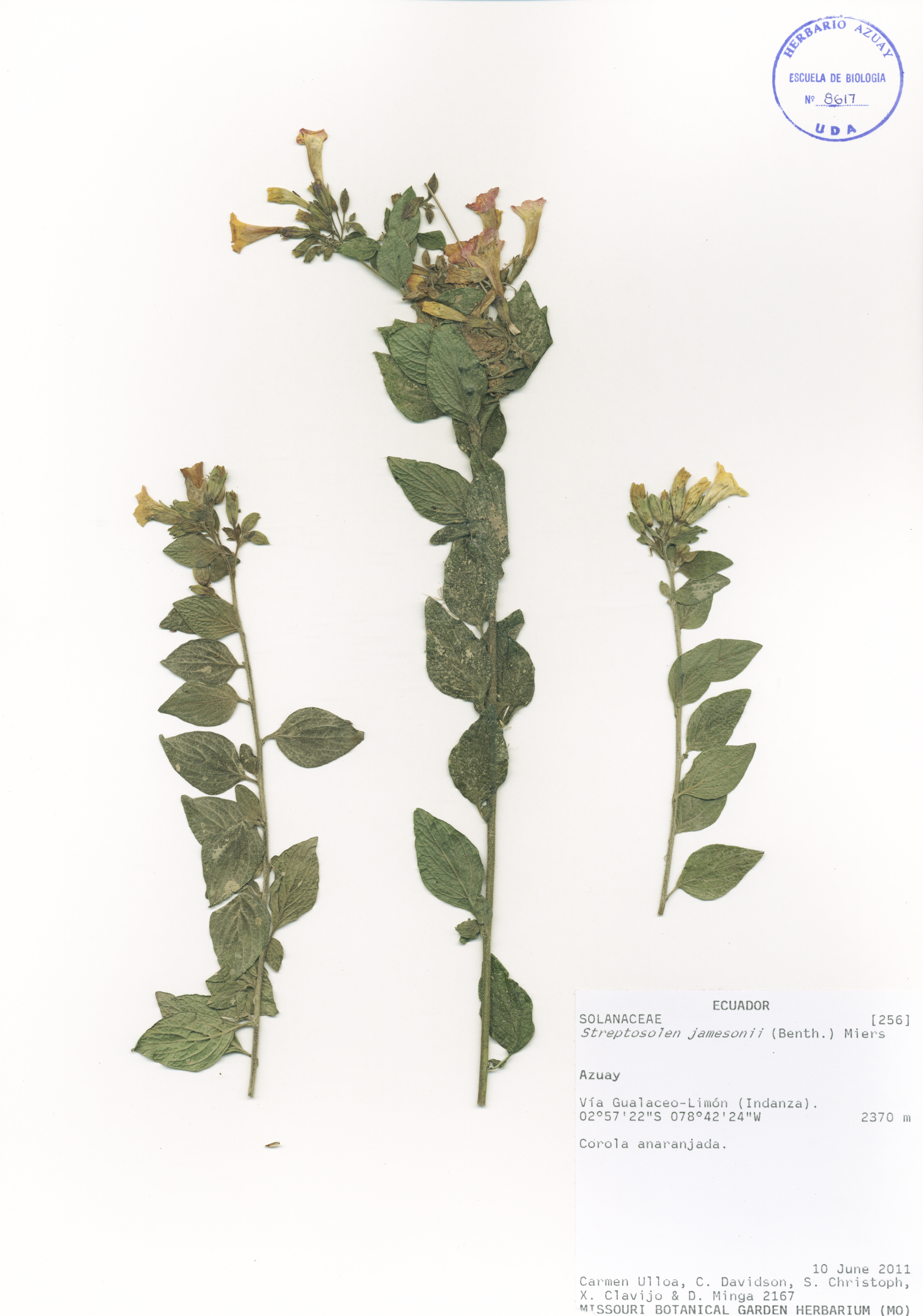 Streptosolen jamesonii (Benth.) Miers