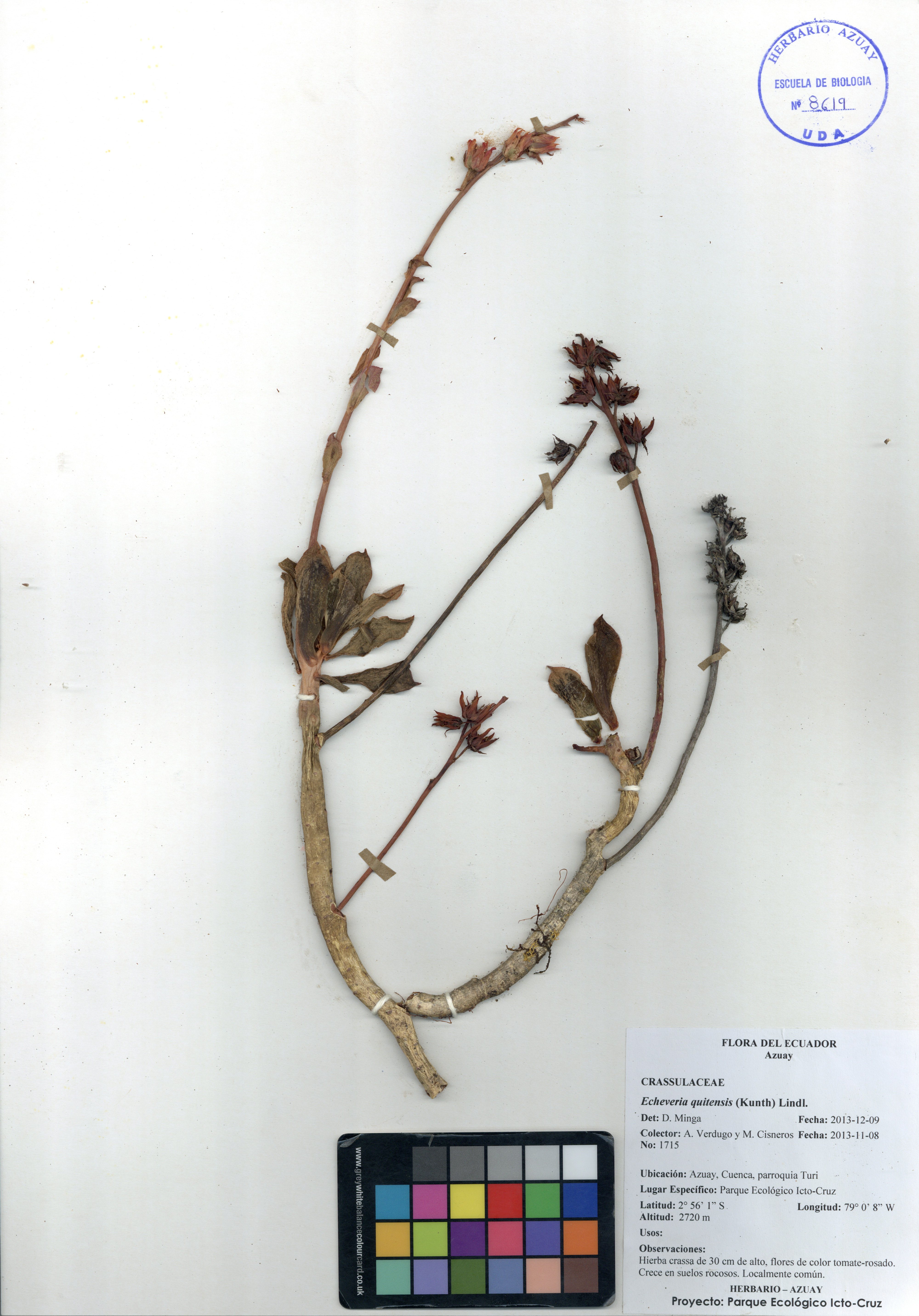 Echeveria quitensis (Kunth) Lindl.