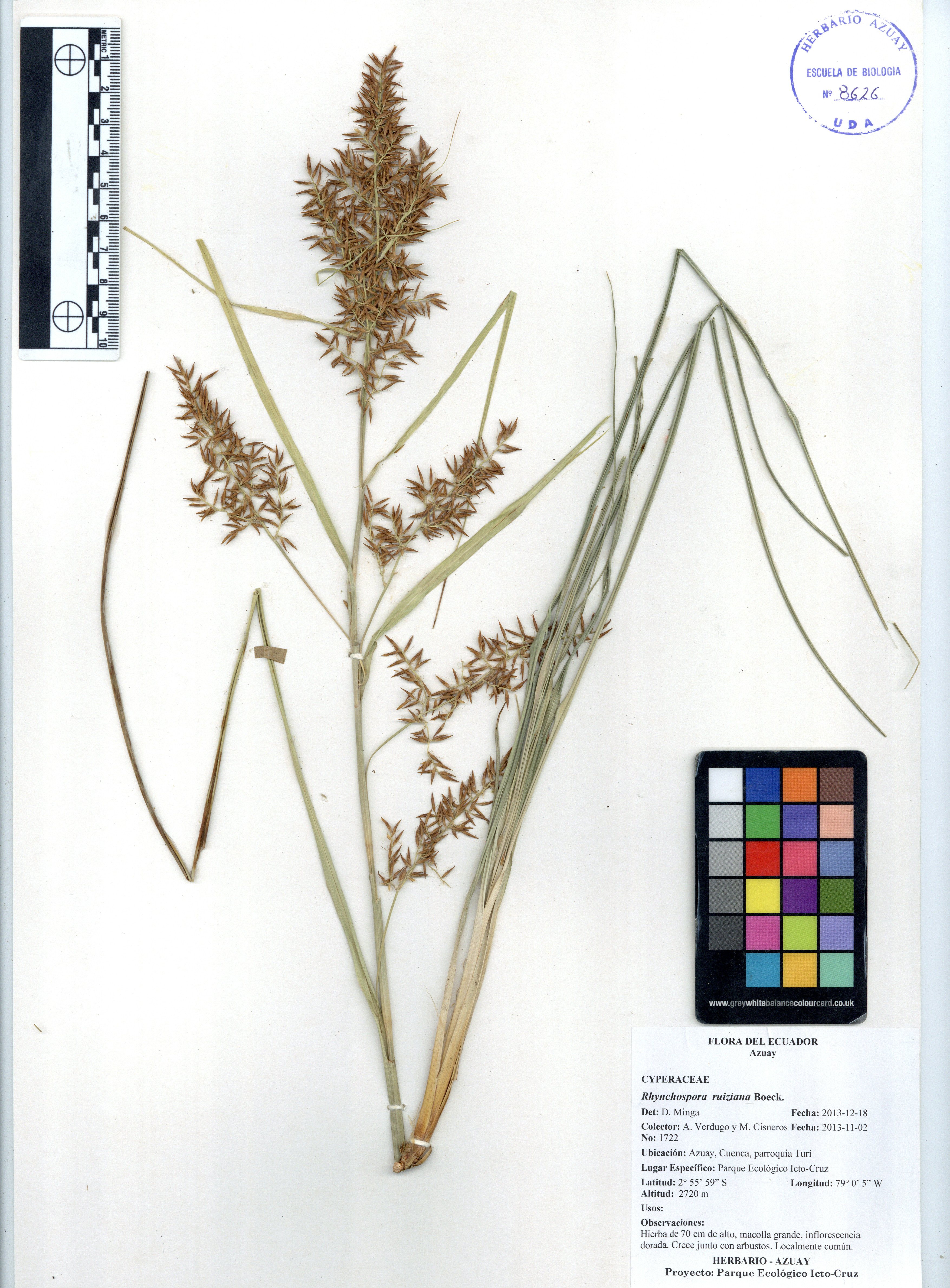 Rhynchospora ruiziana Boeck.