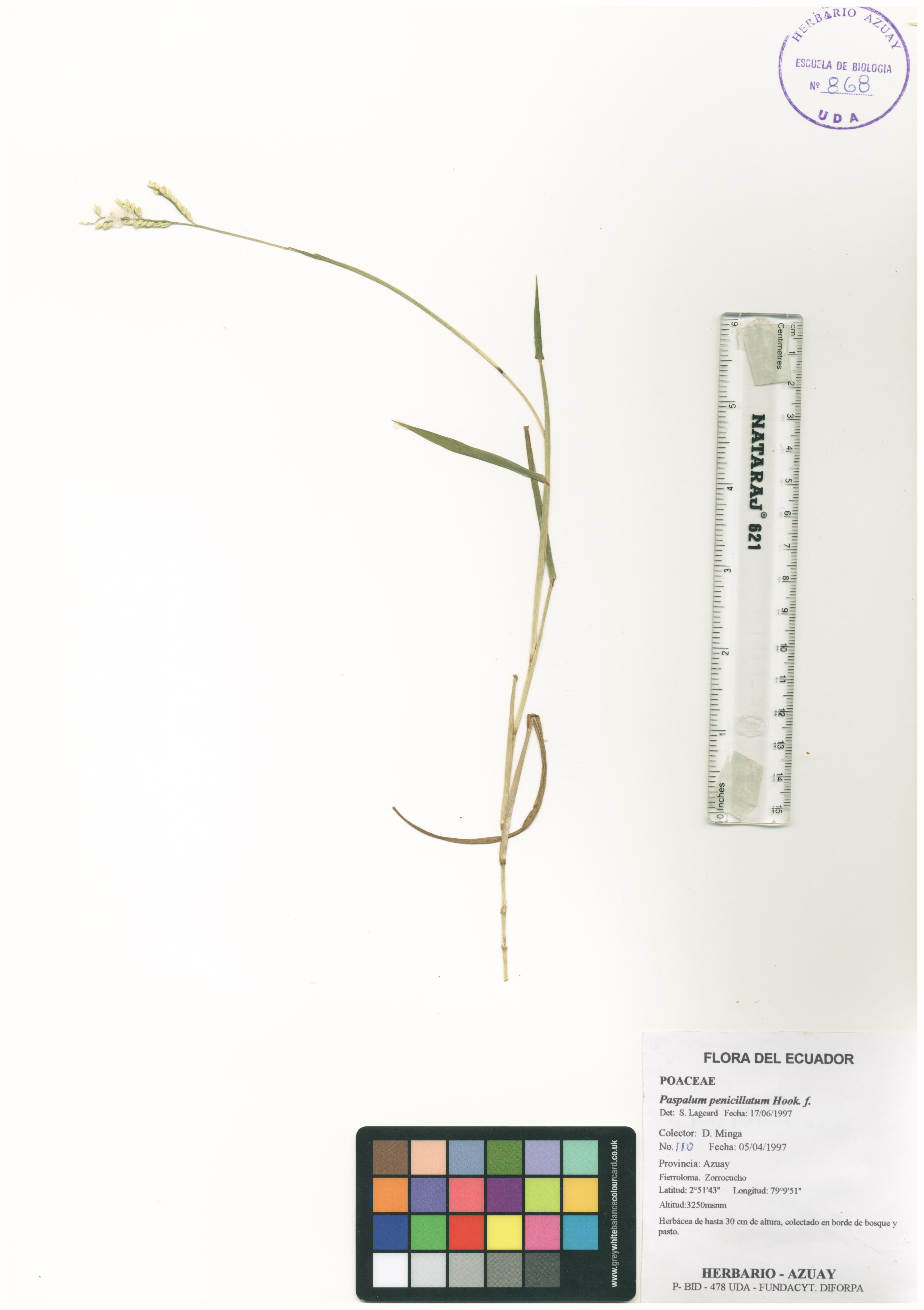 Paspalum penicillatum Hook. f.