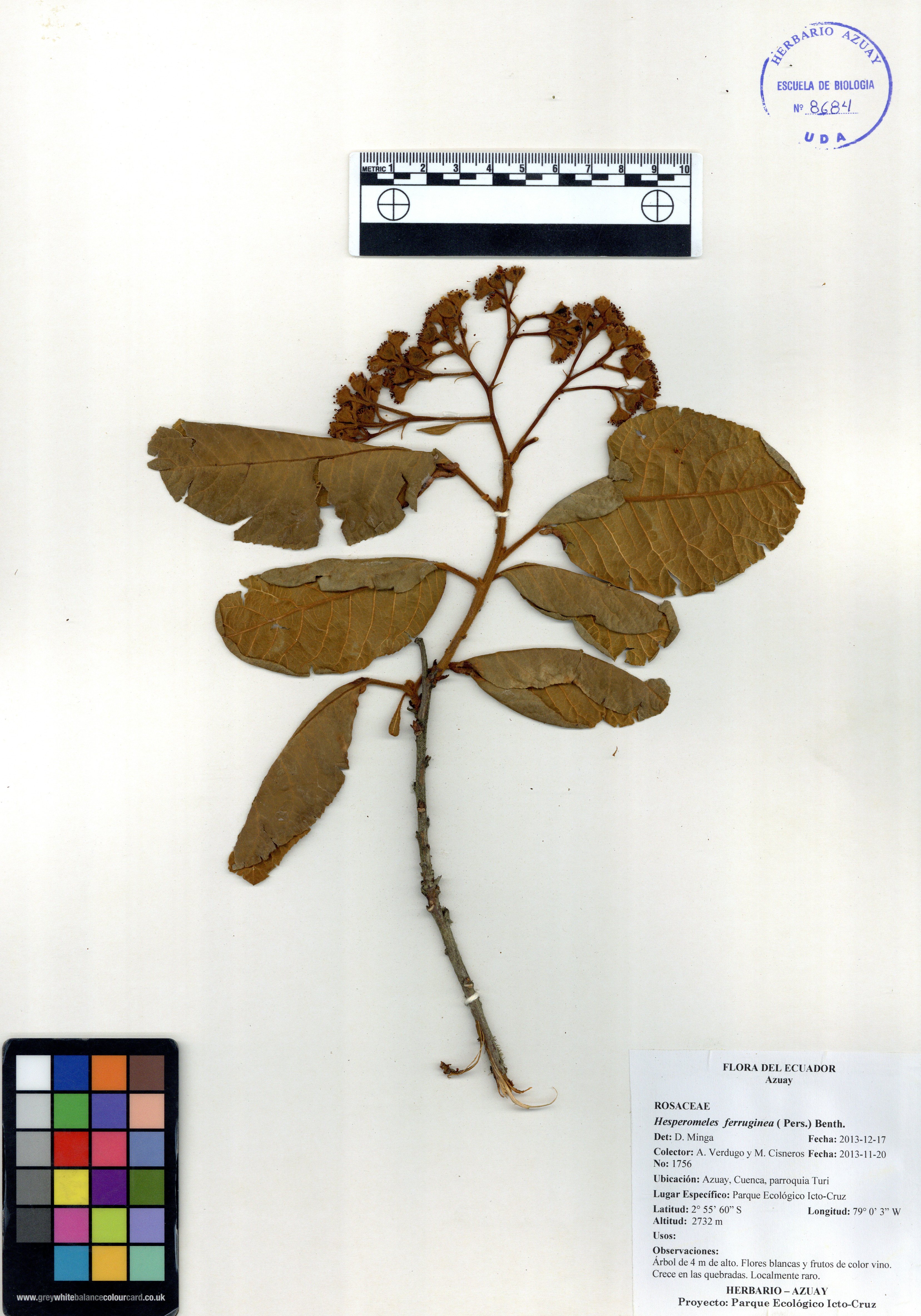 Hesperomeles ferruginea ( Pers.) Benth.