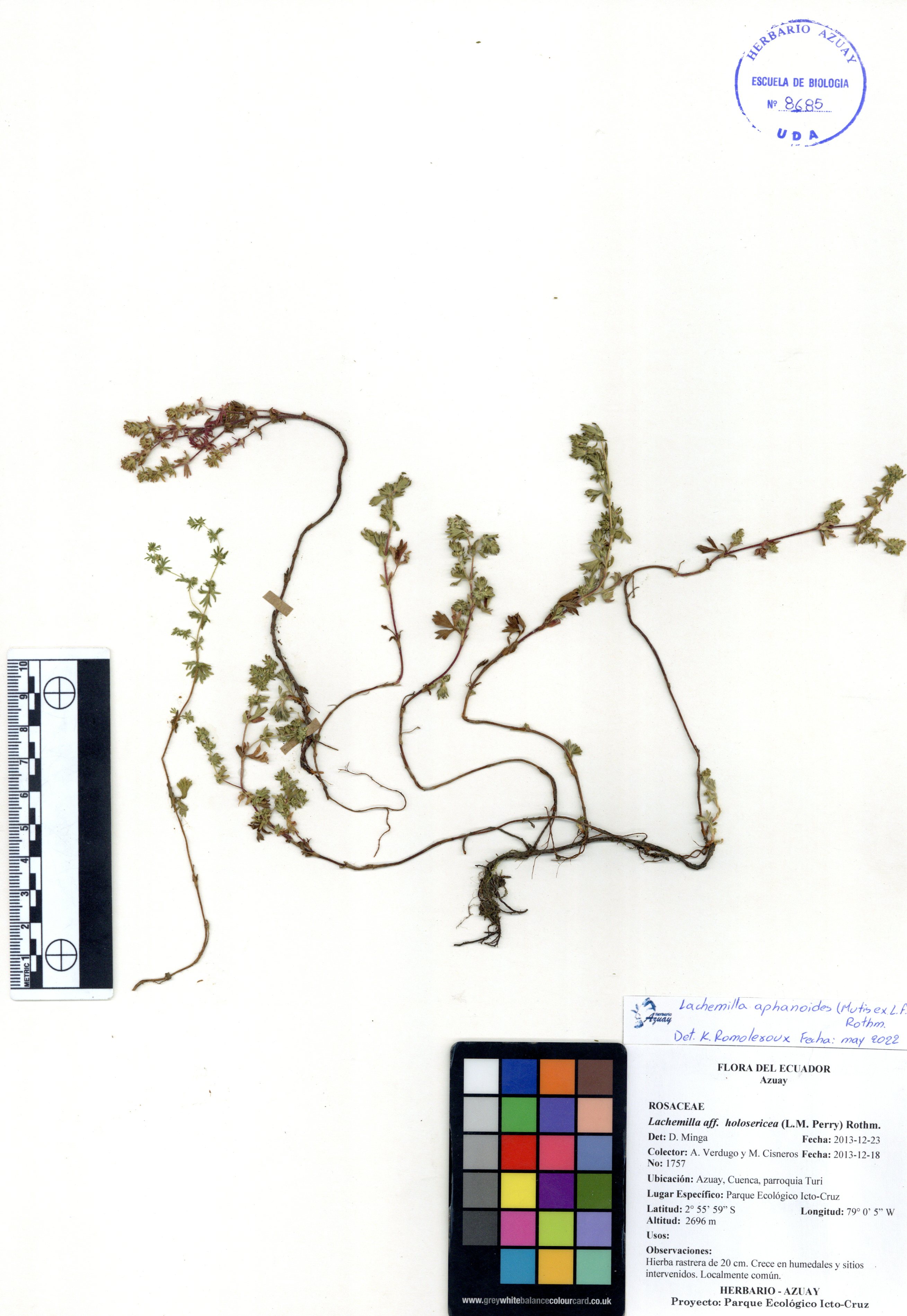 Lachemilla aphanoides (Mutis ex L. f.) Rothm.