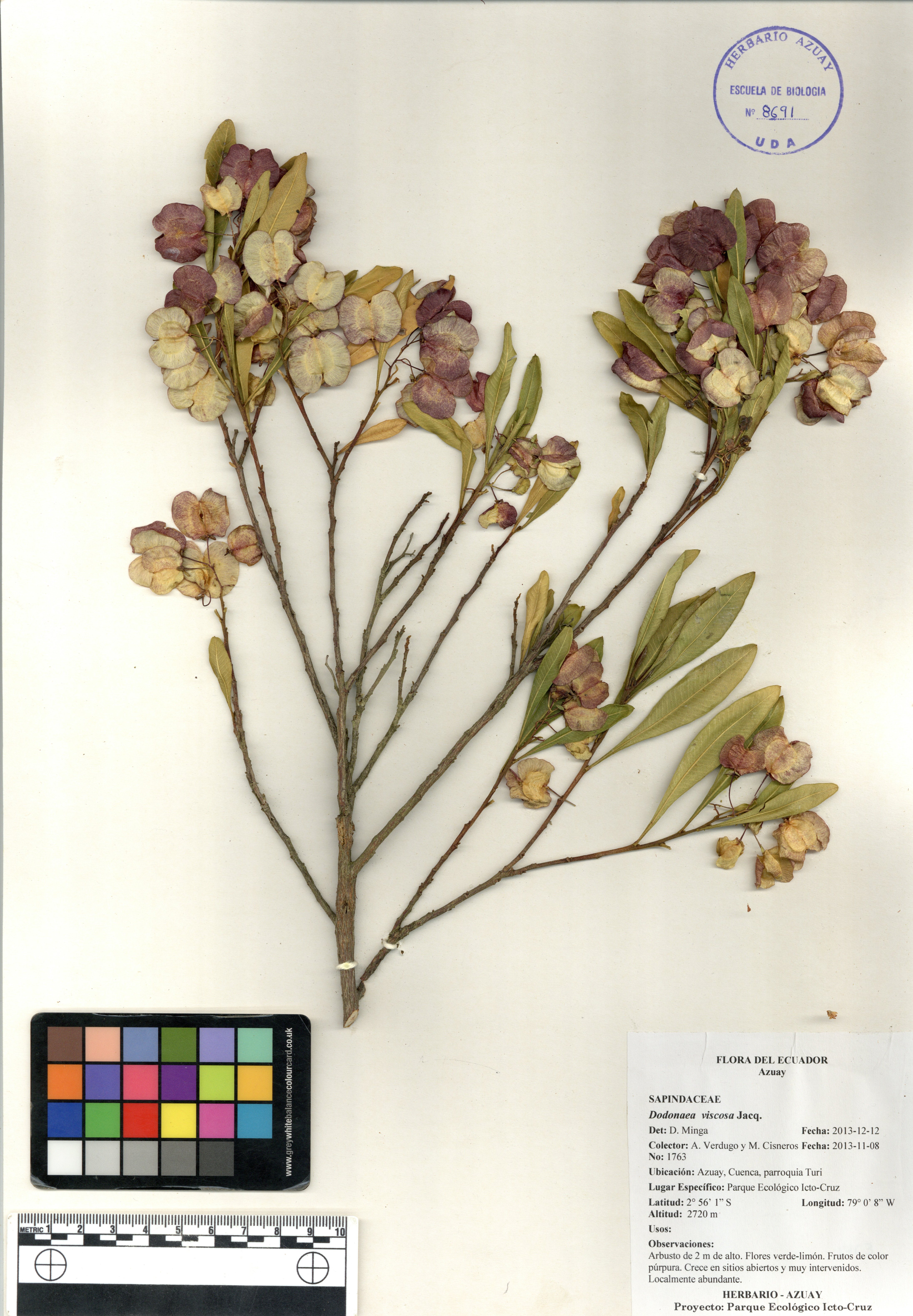Dodonaea viscosa Jacq.