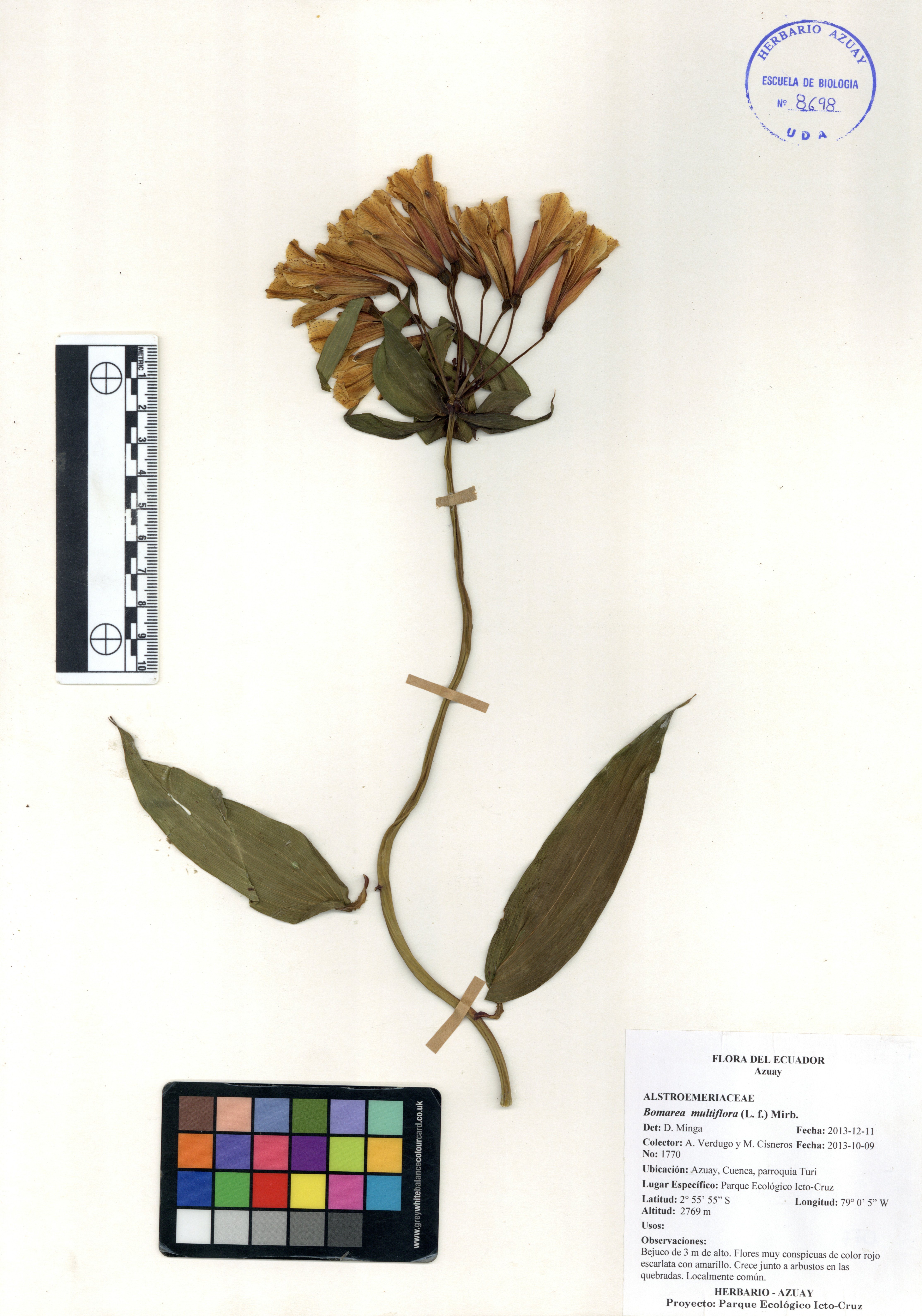 Bomarea multiflora (L. f.) Mirb.