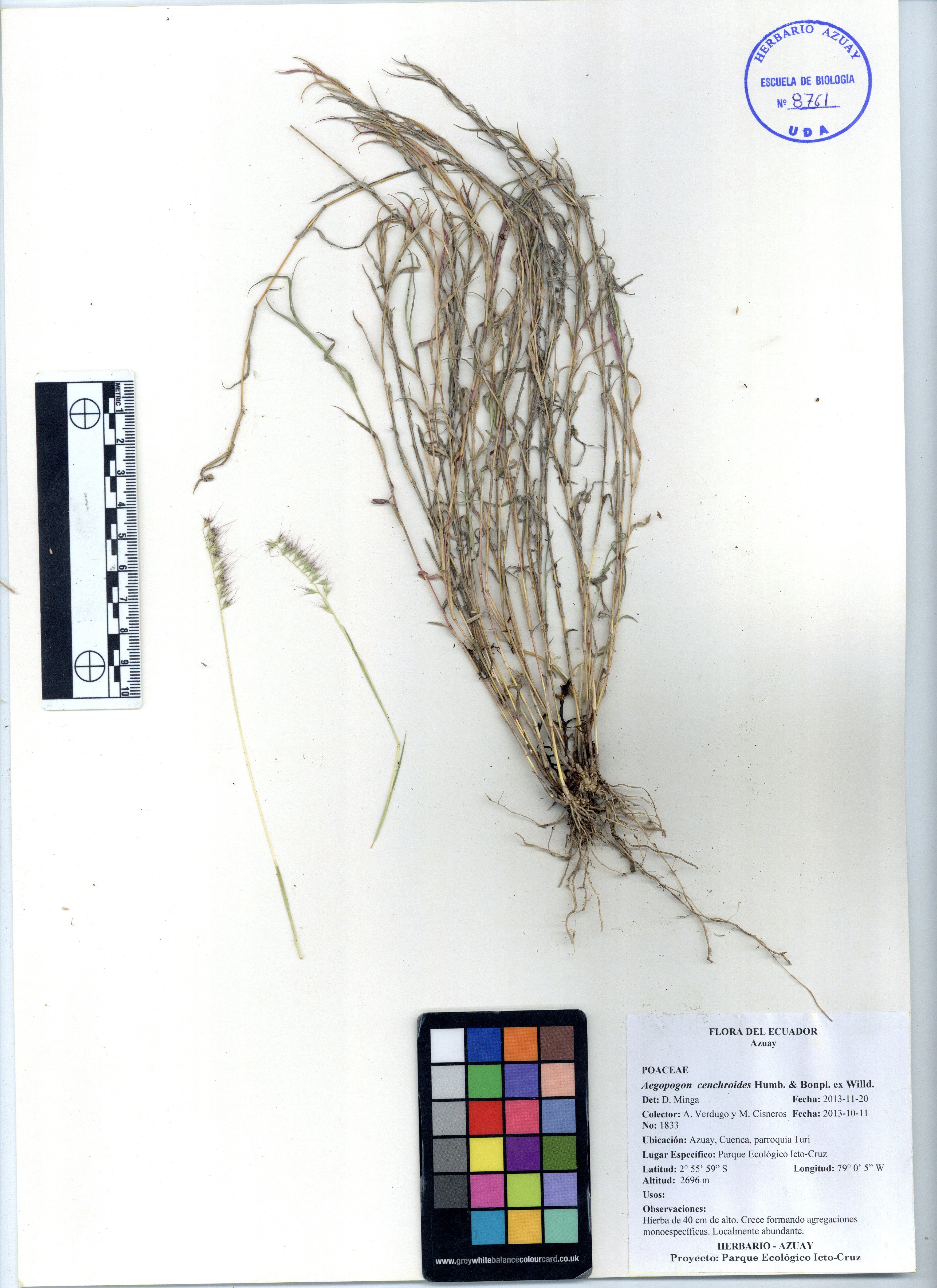 Aegopogon cenchroides Humb. & Bonpl. ex Willd.