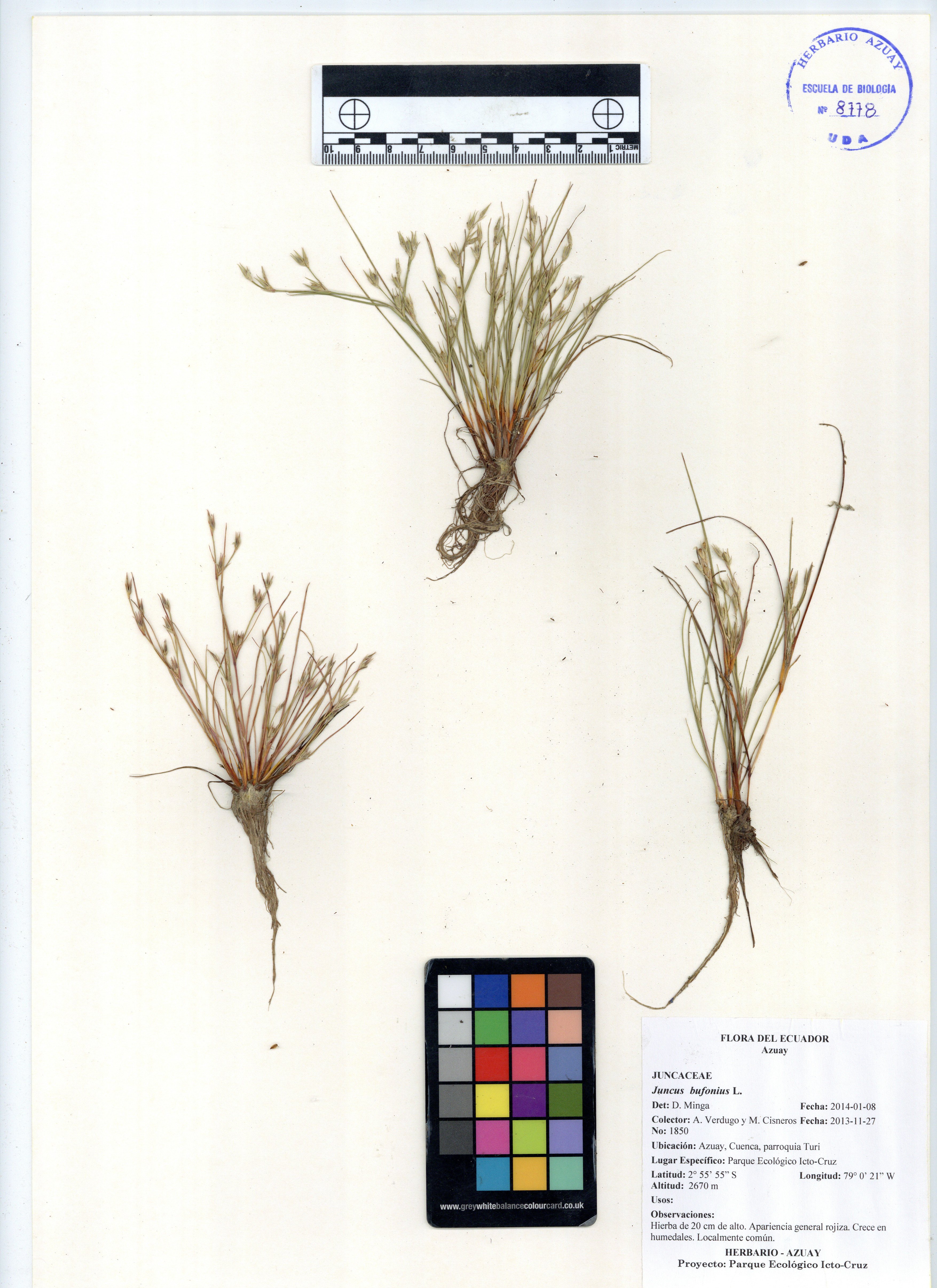 Juncus bufonius L.