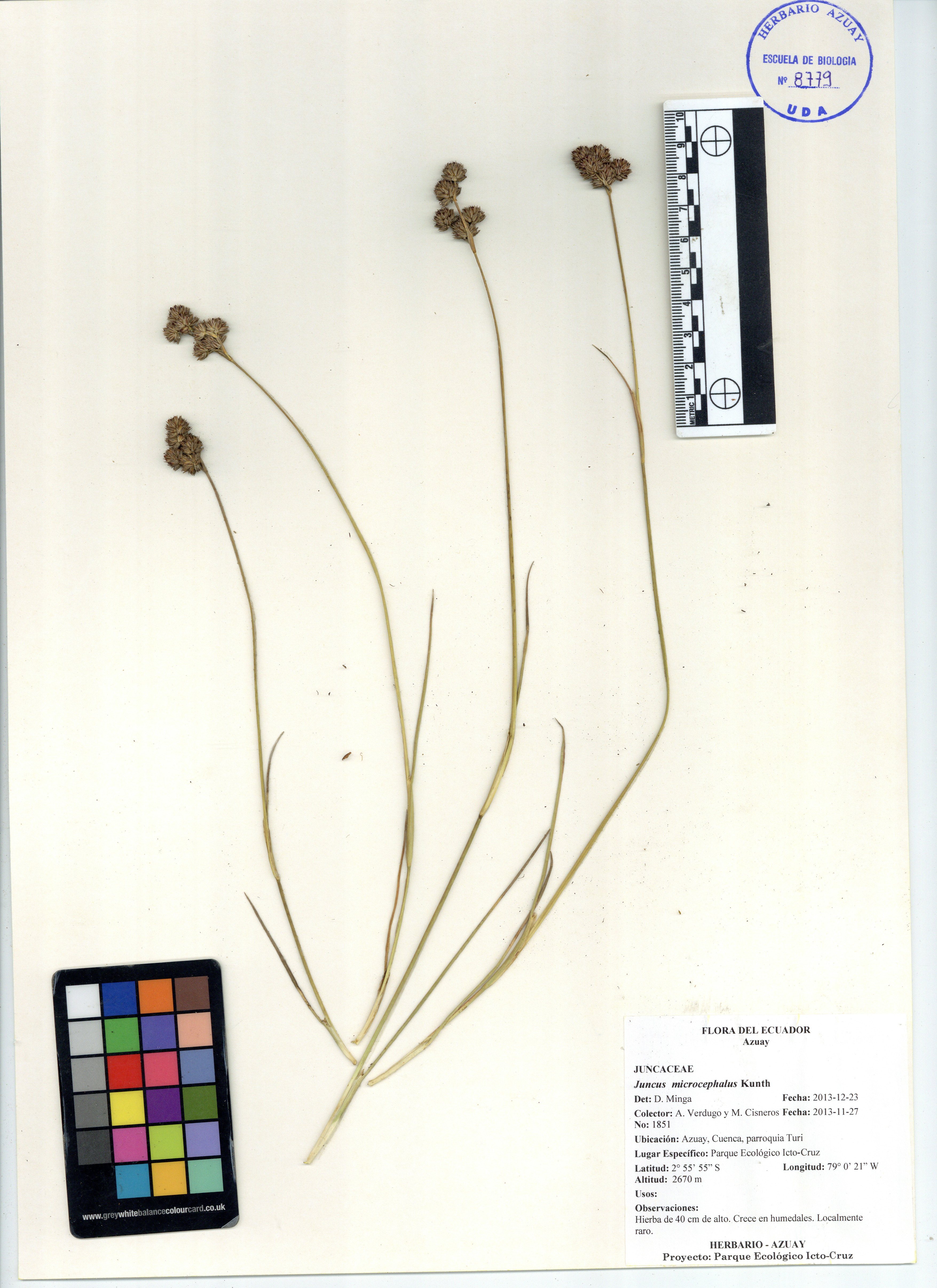 Juncus microcephalus Kunth