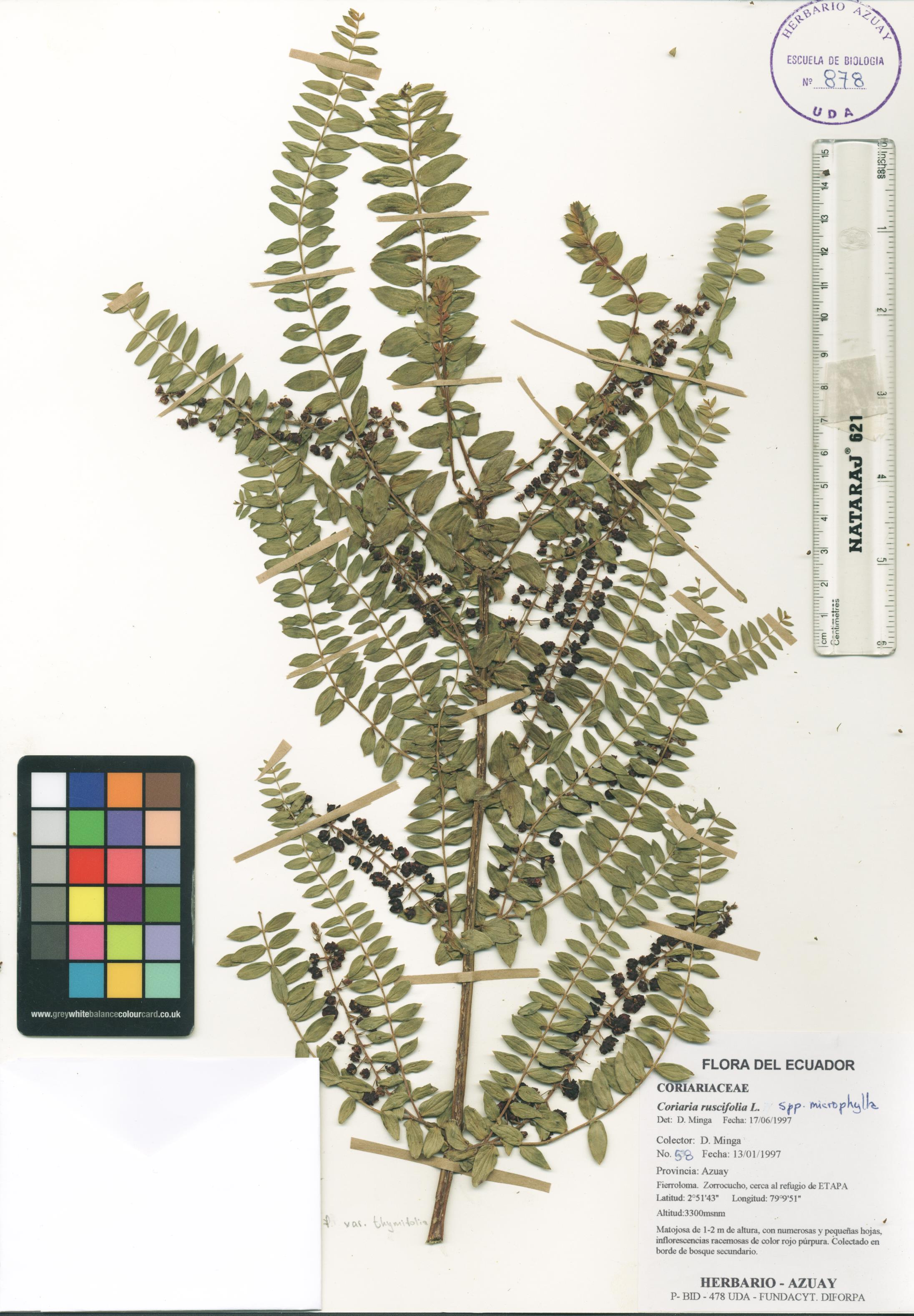 Coriaria ruscifolia L.