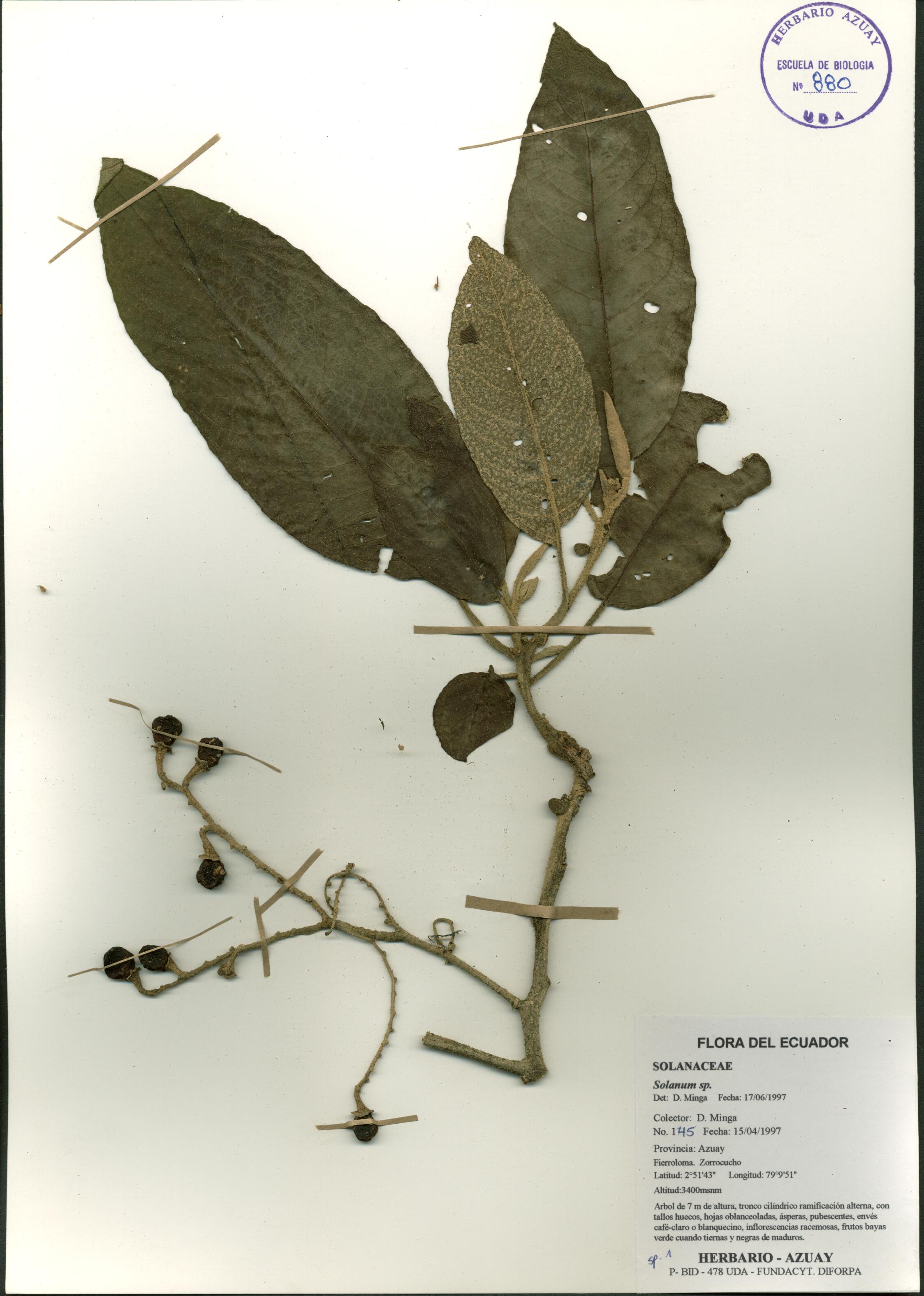 Solanum sp. SIN DETERMINAR