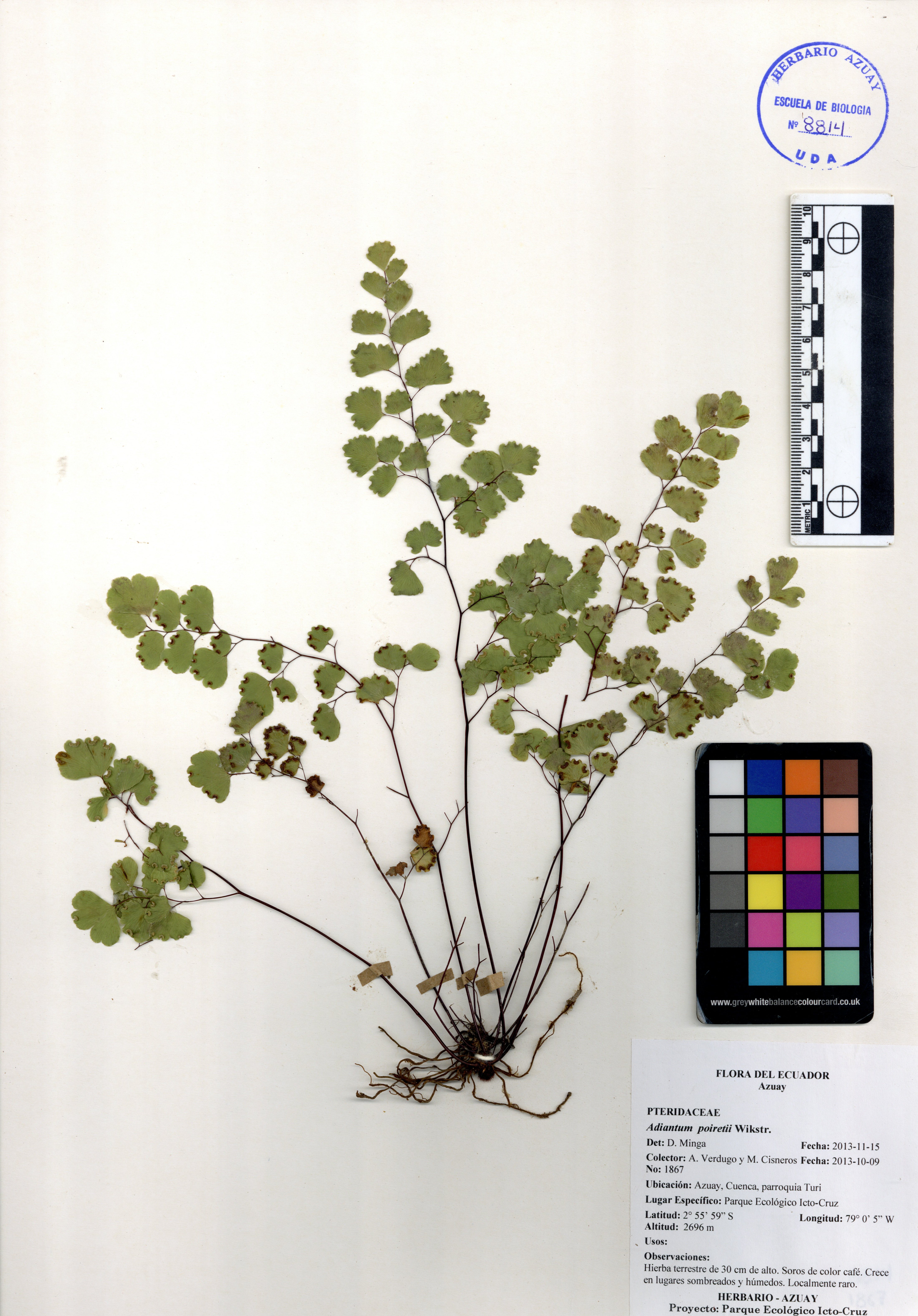 Adiantum poiretii Wikstr.