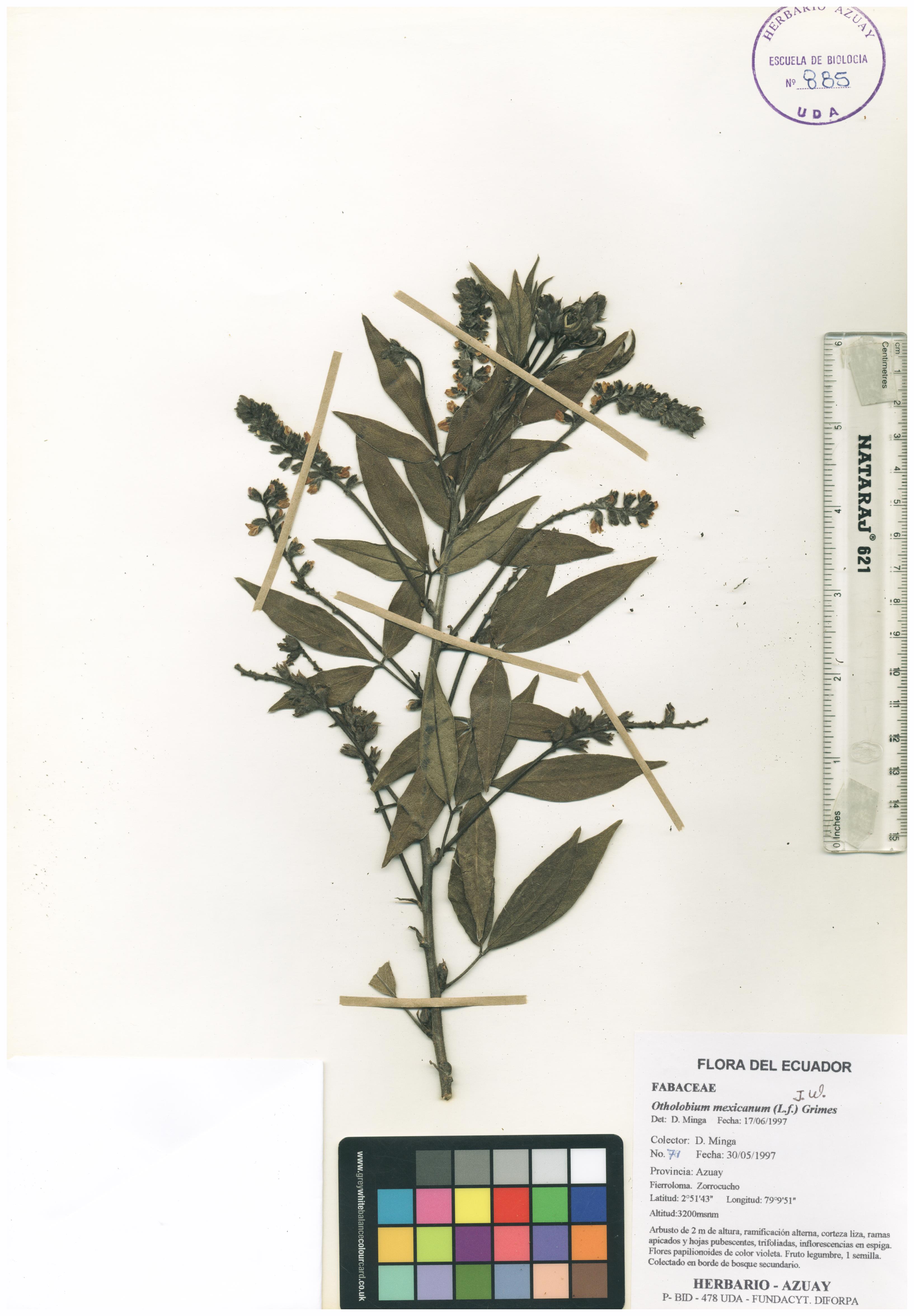 Otholobium mexicanum (L.f.) J.W. Grimes