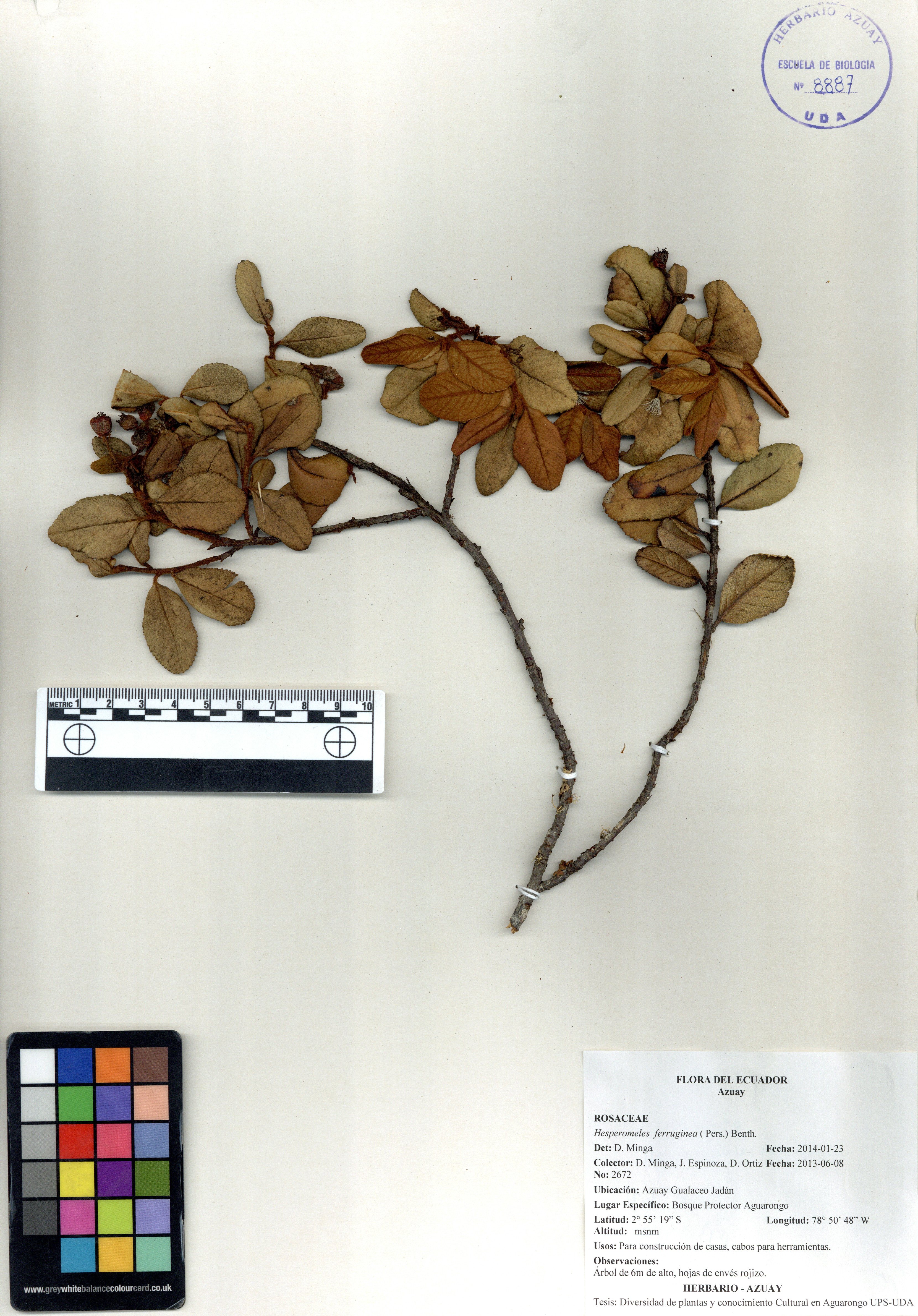 Hesperomeles ferruginea ( Pers.) Benth.