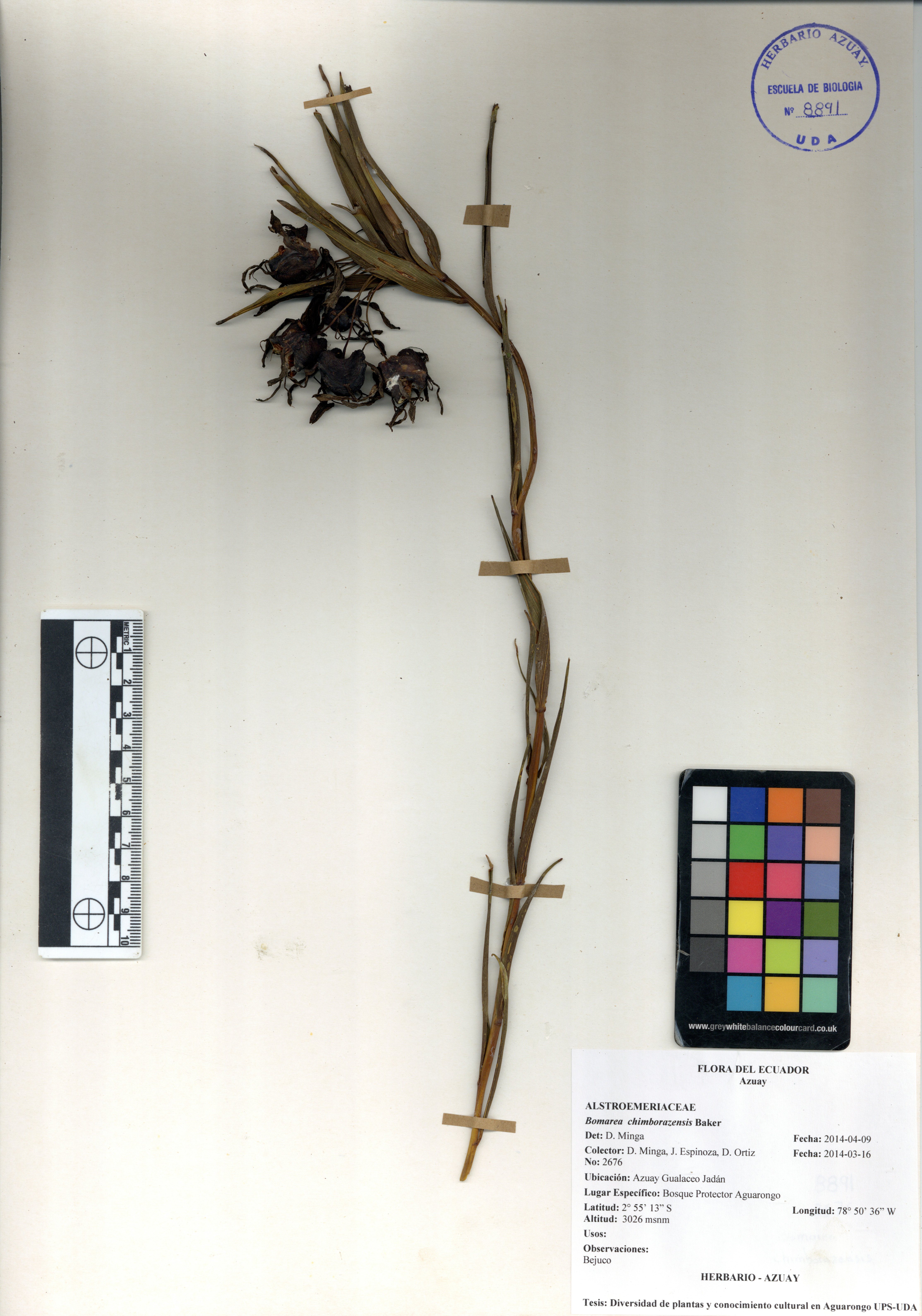 Bomarea chimborazensis Baker