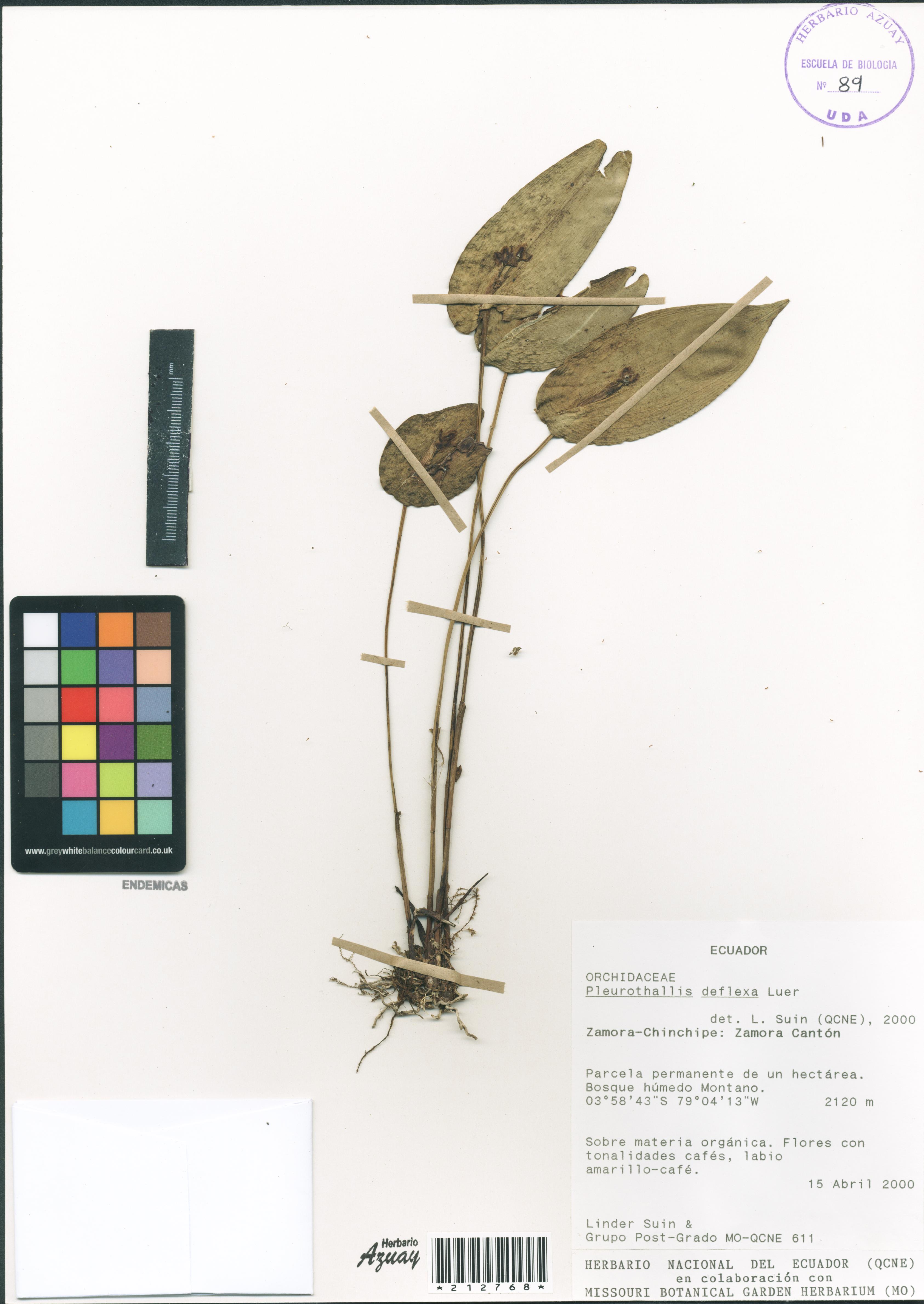 Pleurothallis deflexa Luer