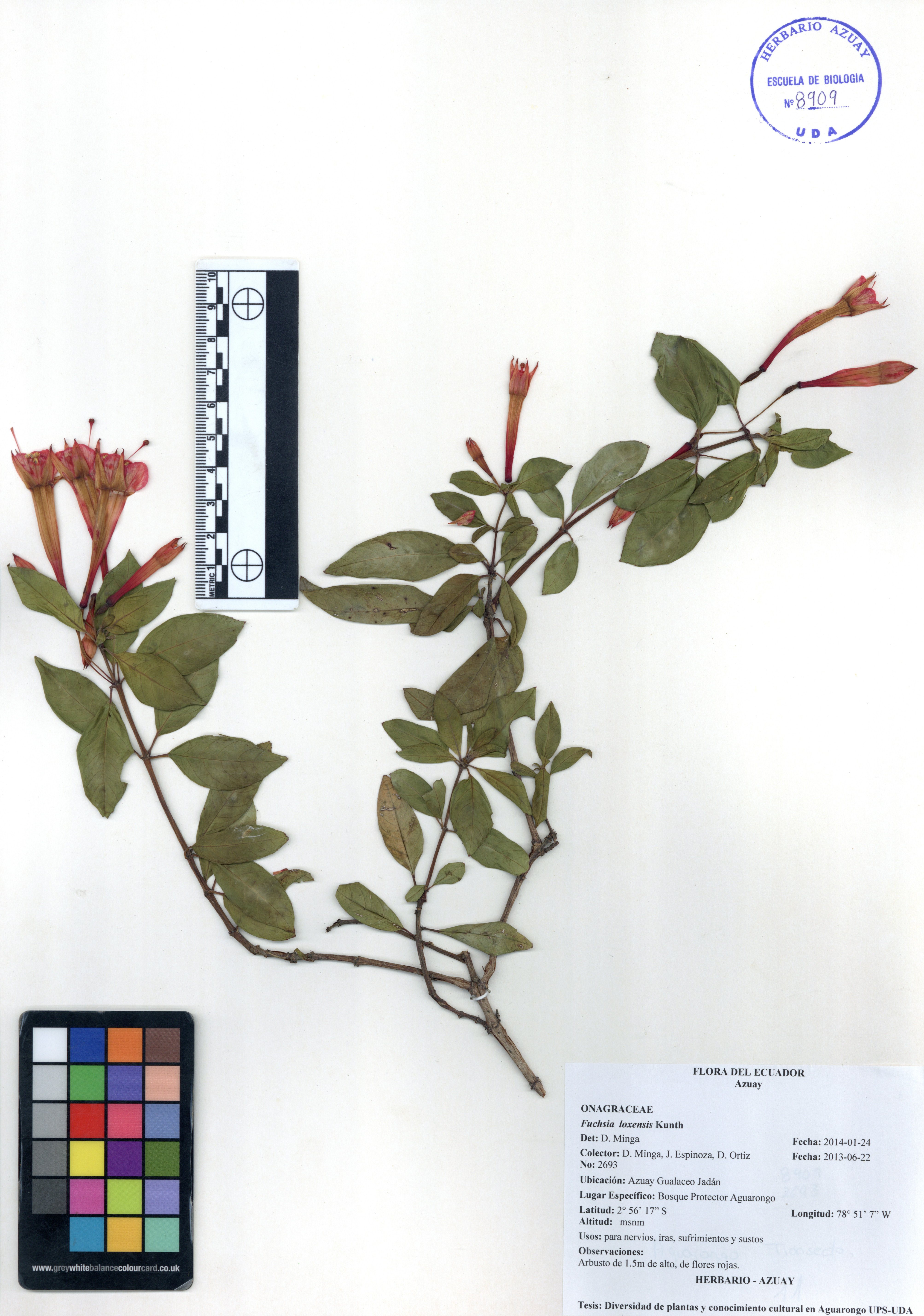 Fuchsia loxensis Kunth