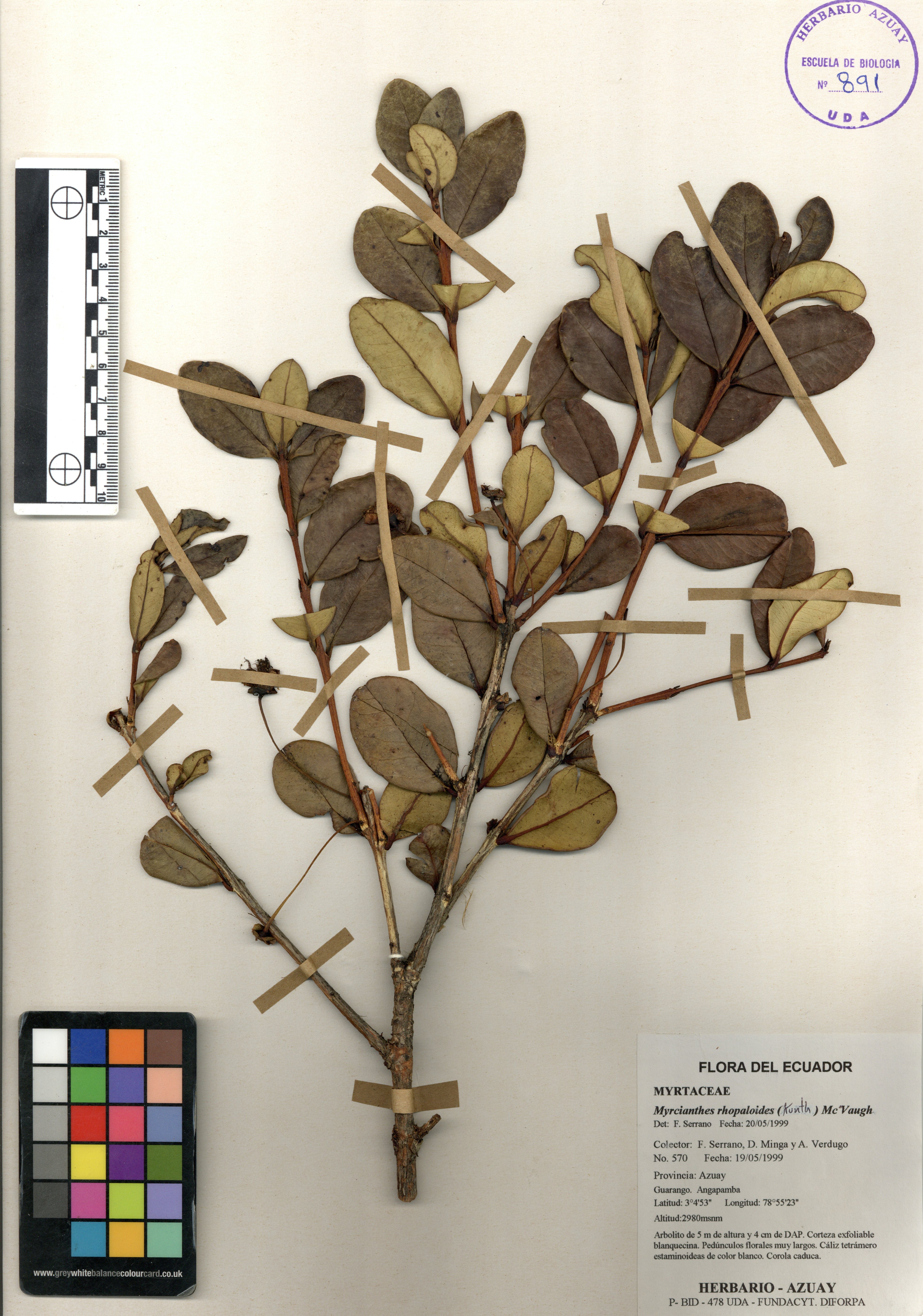 Myrcianthes rhopaloides (Kunth) McVaugh