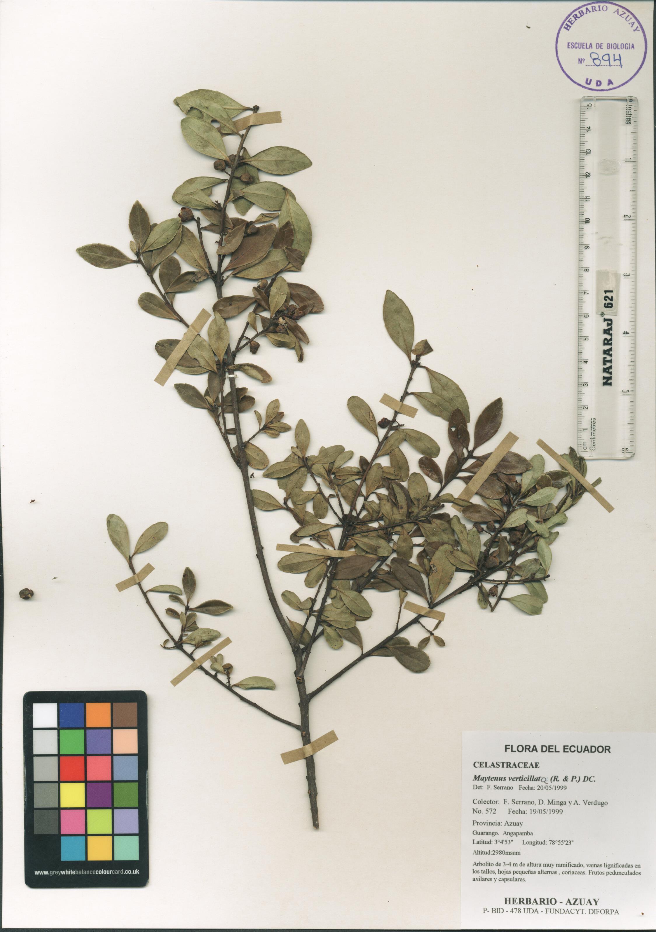 Maytenus verticillata (Ruiz & Pav.) DC.