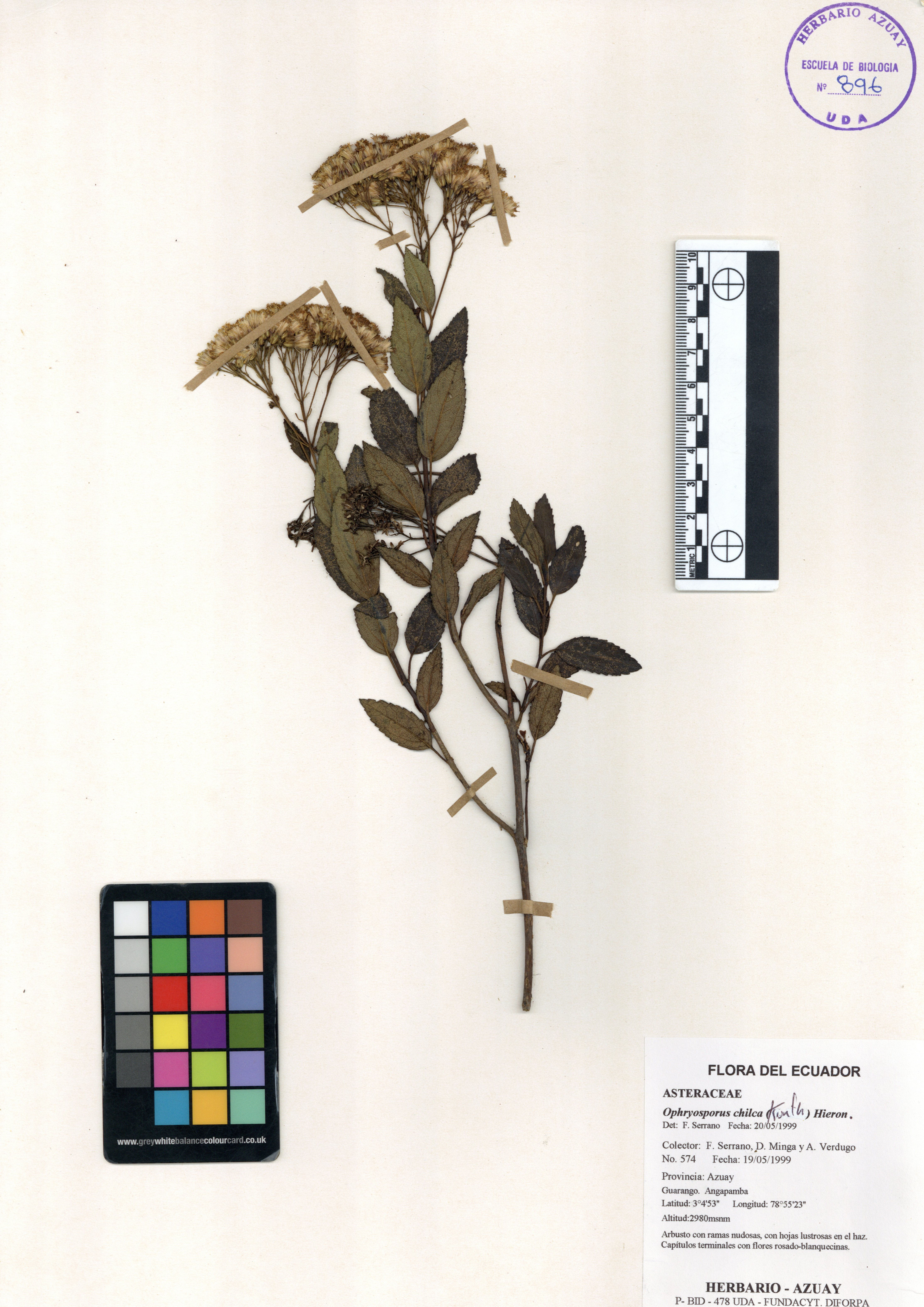 Ophryosporus chilca (Kunth) Hieron.