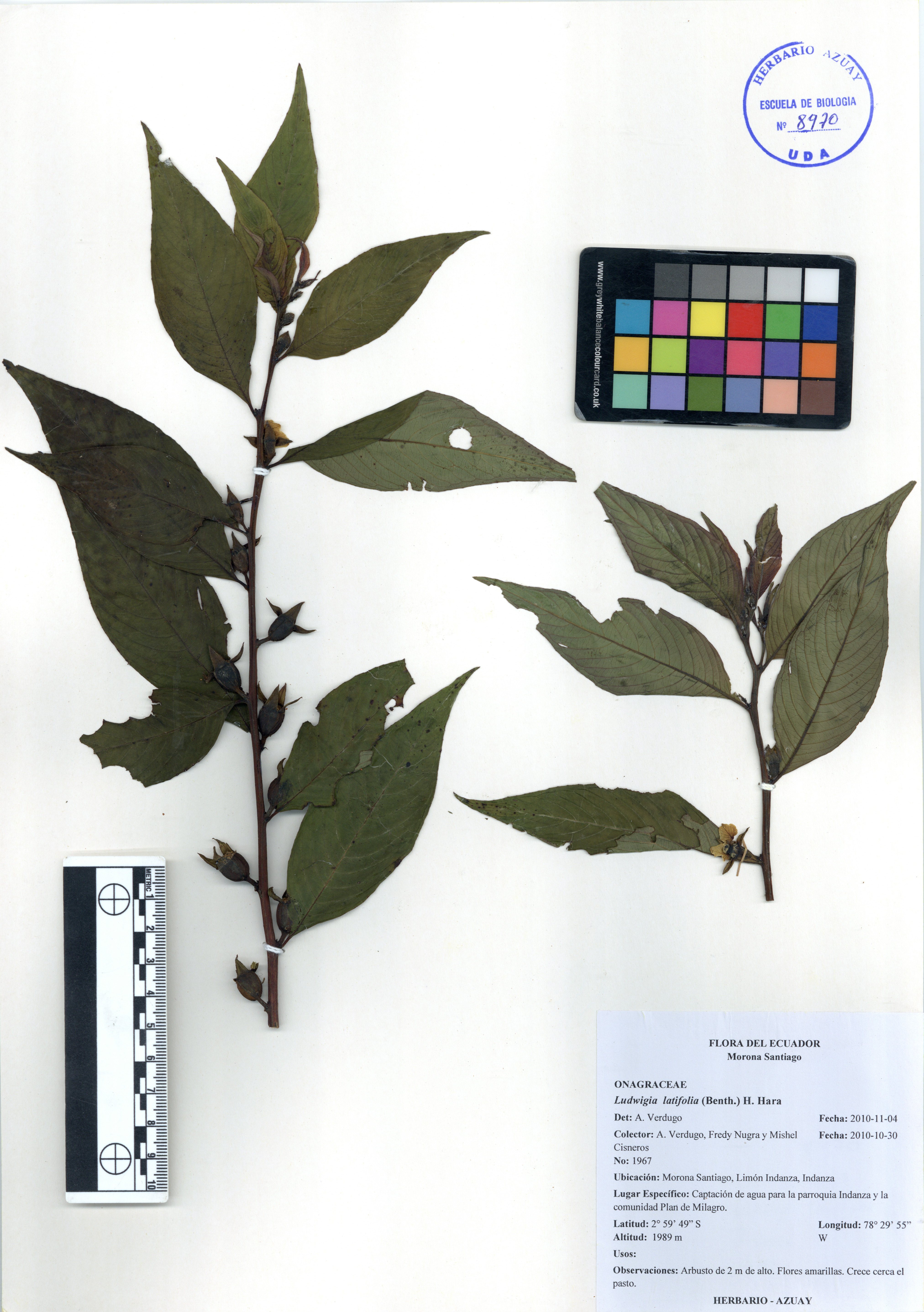 Ludwigia latifolia (Benth.) H. Hara