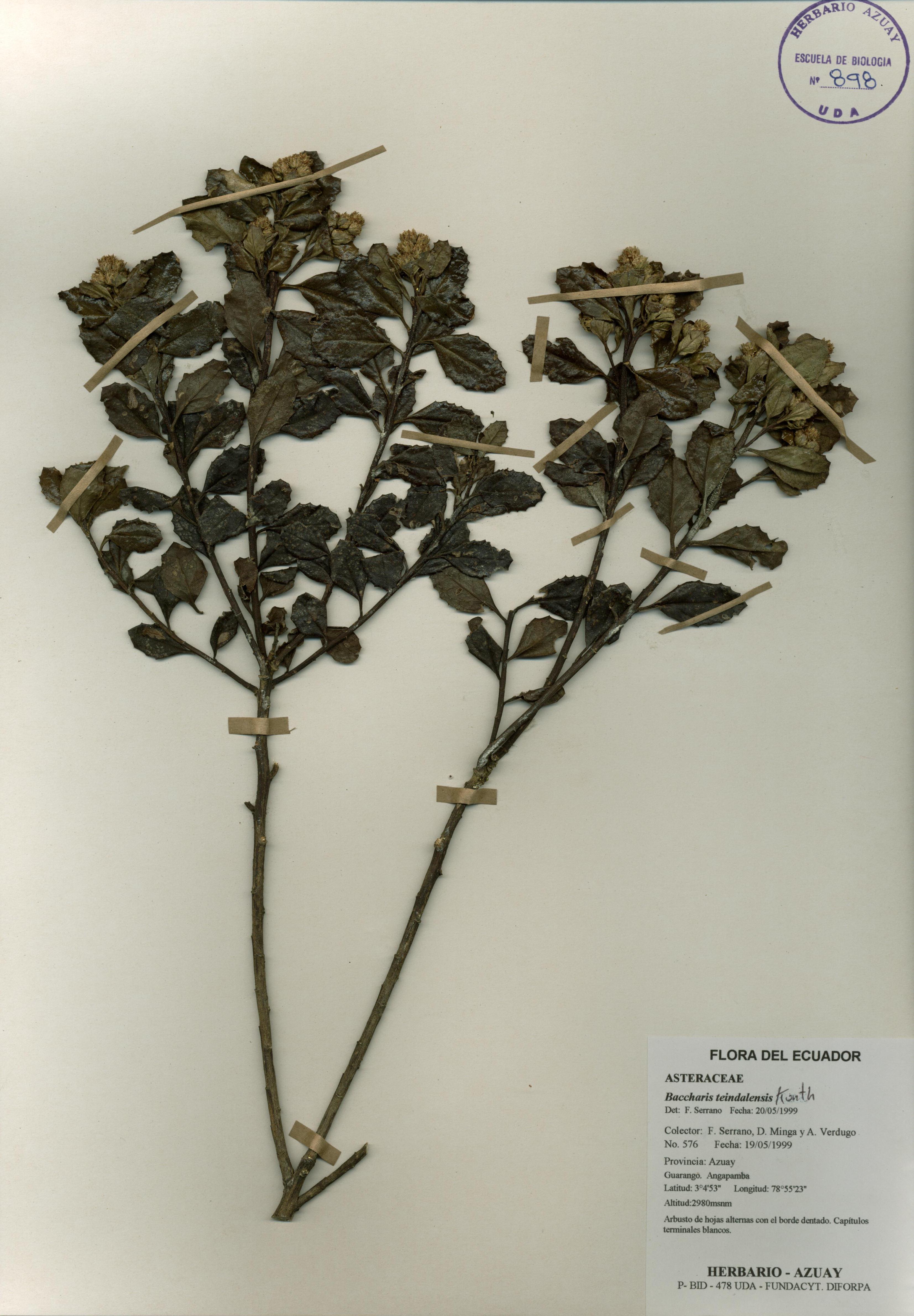 Baccharis teindalensis Kunth