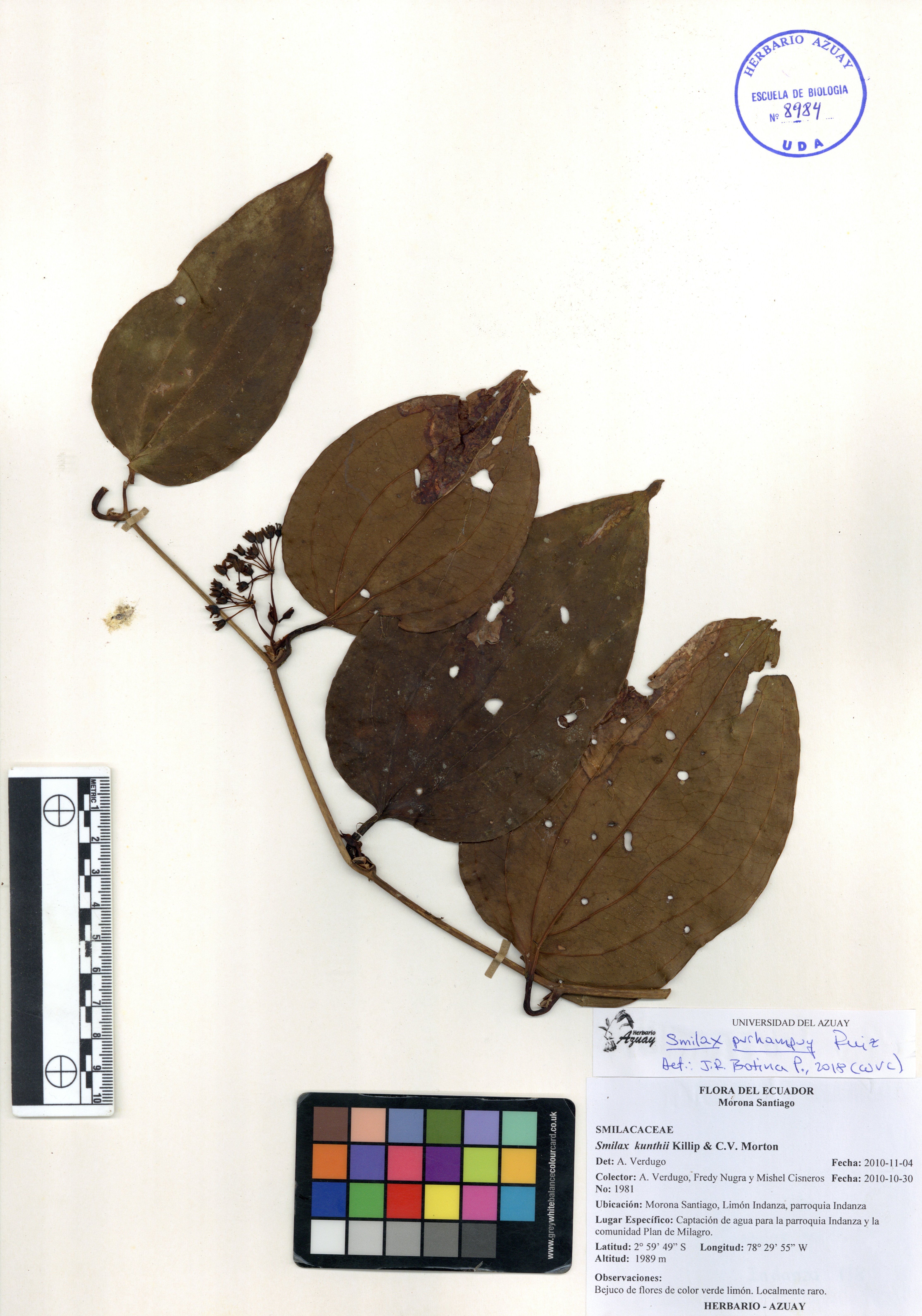 Smilax purhampuy Ruiz