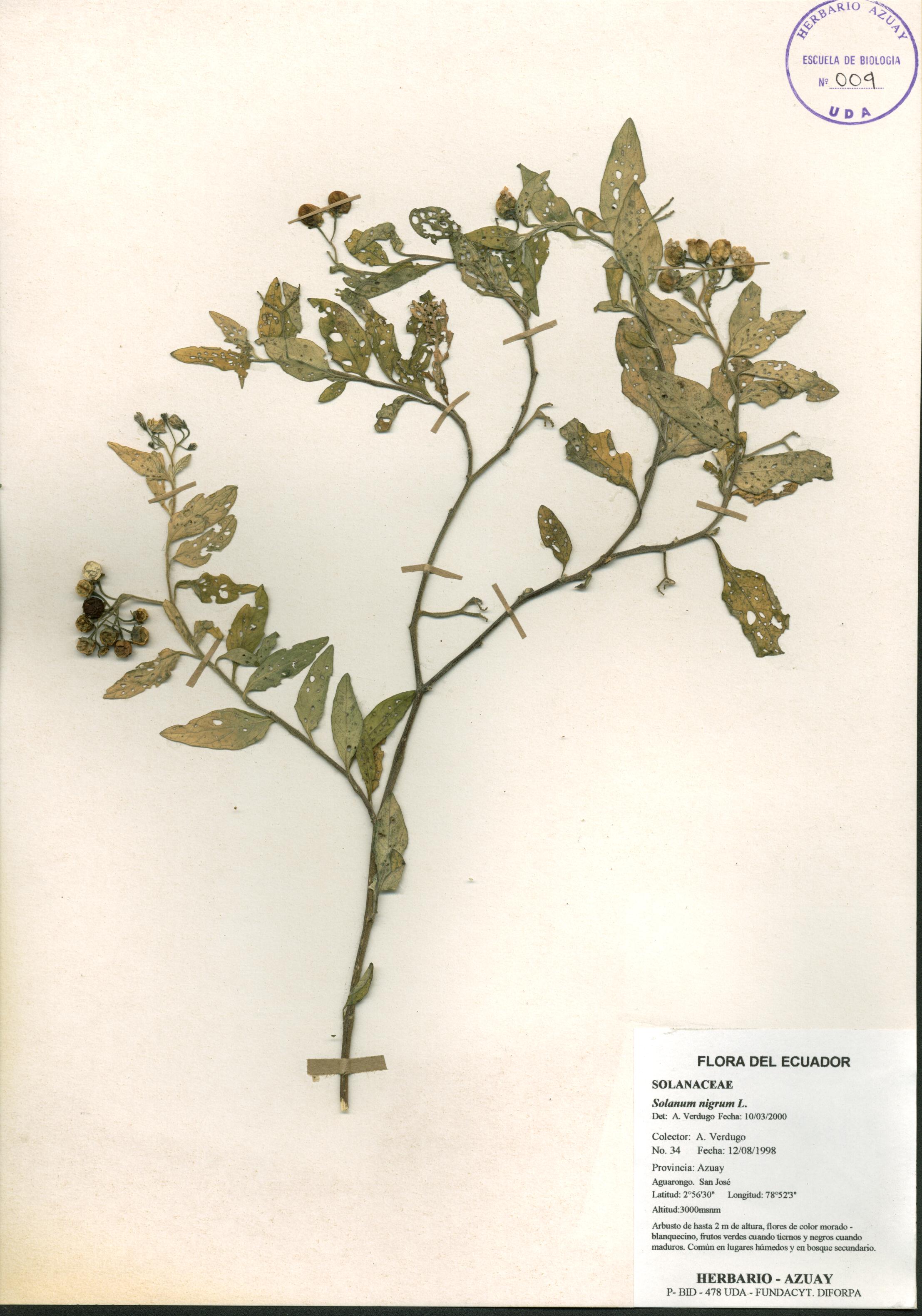 Solanum nigrum L.