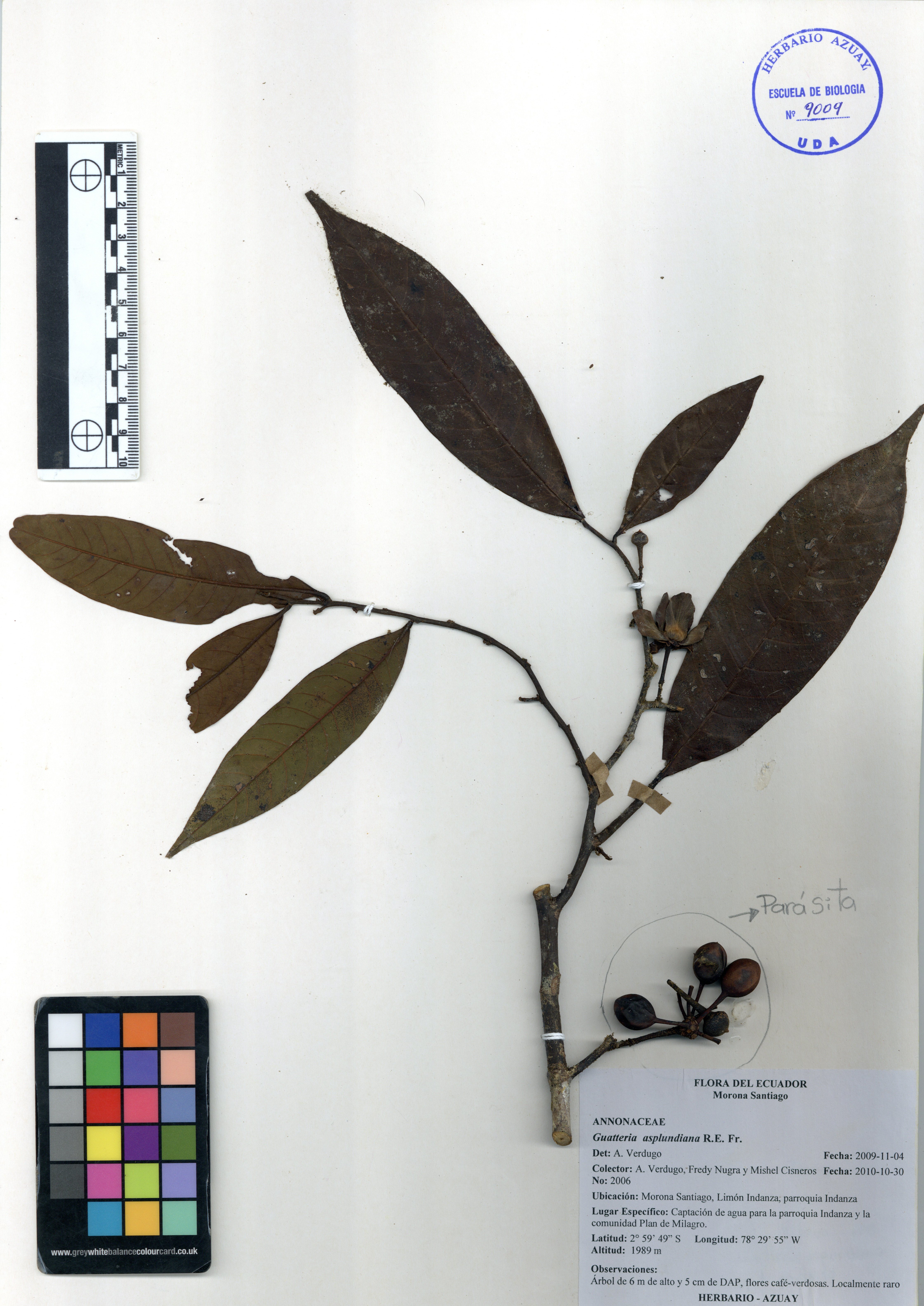 Guatteria asplundiana R.E. Fr.