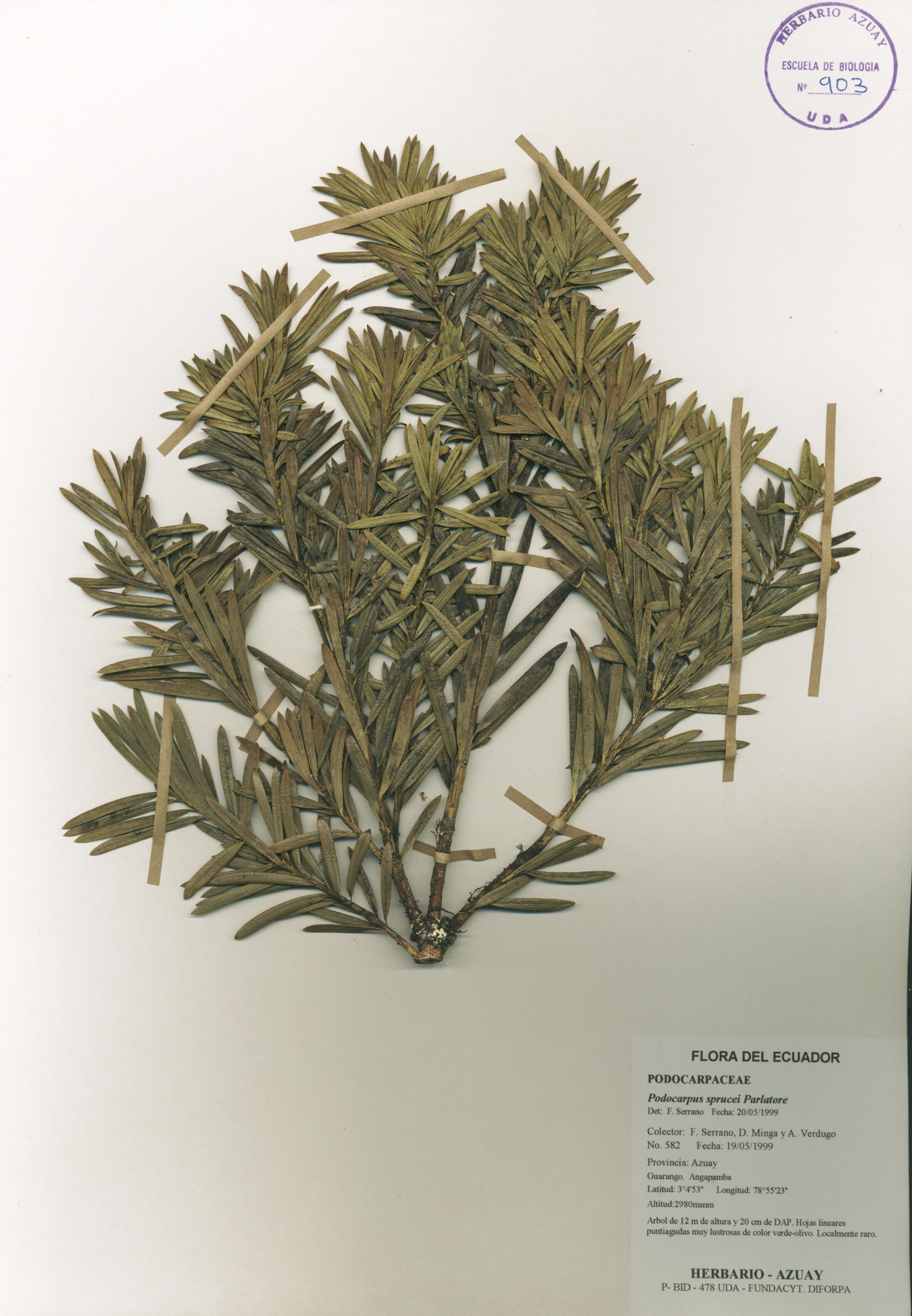Podocarpus sprucei Parl.