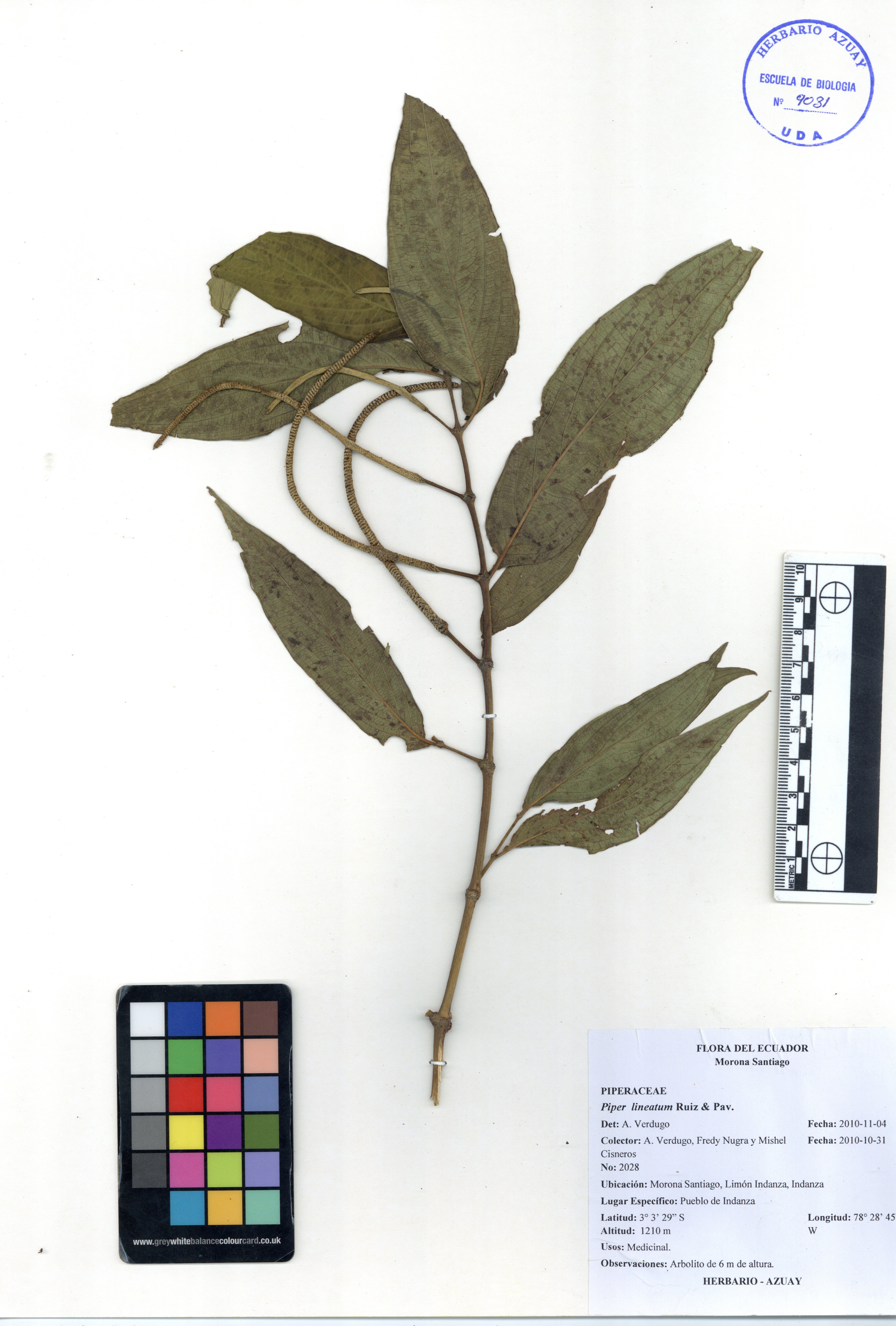 Piper lineatum Ruiz & Pav.