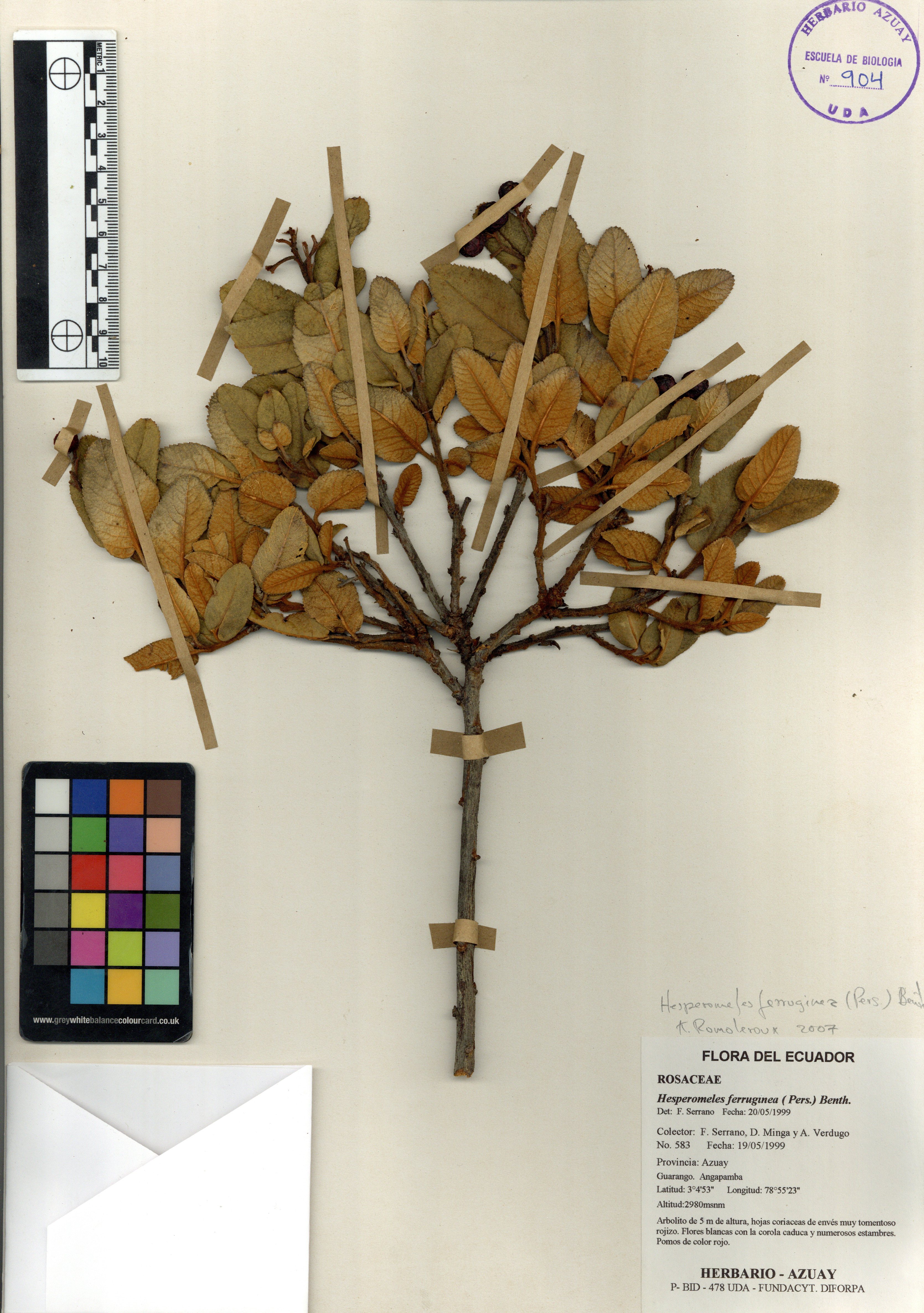 Hesperomeles ferruginea ( Pers.) Benth.