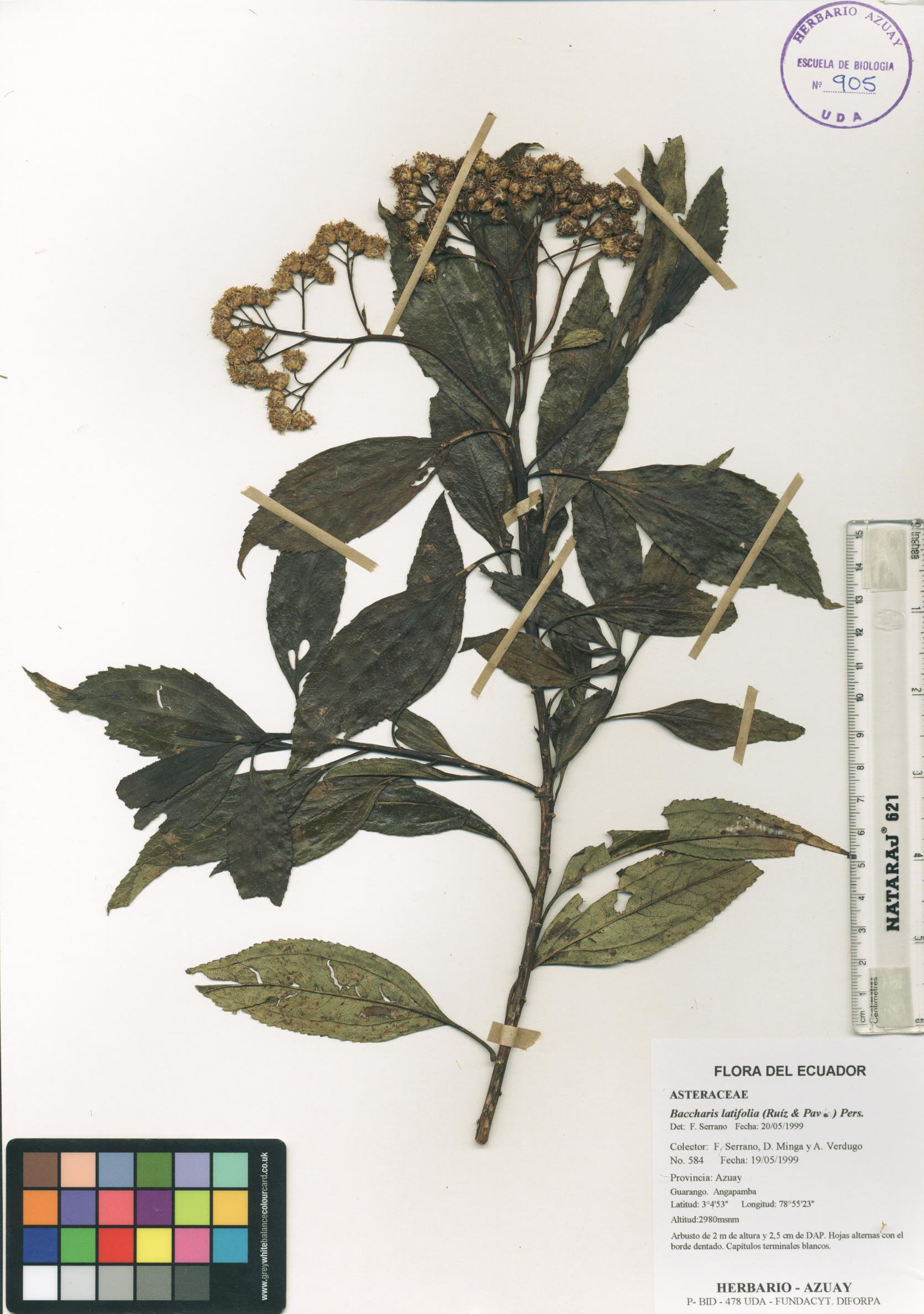 Baccharis latifolia (Ruiz & Pav.) Pers.