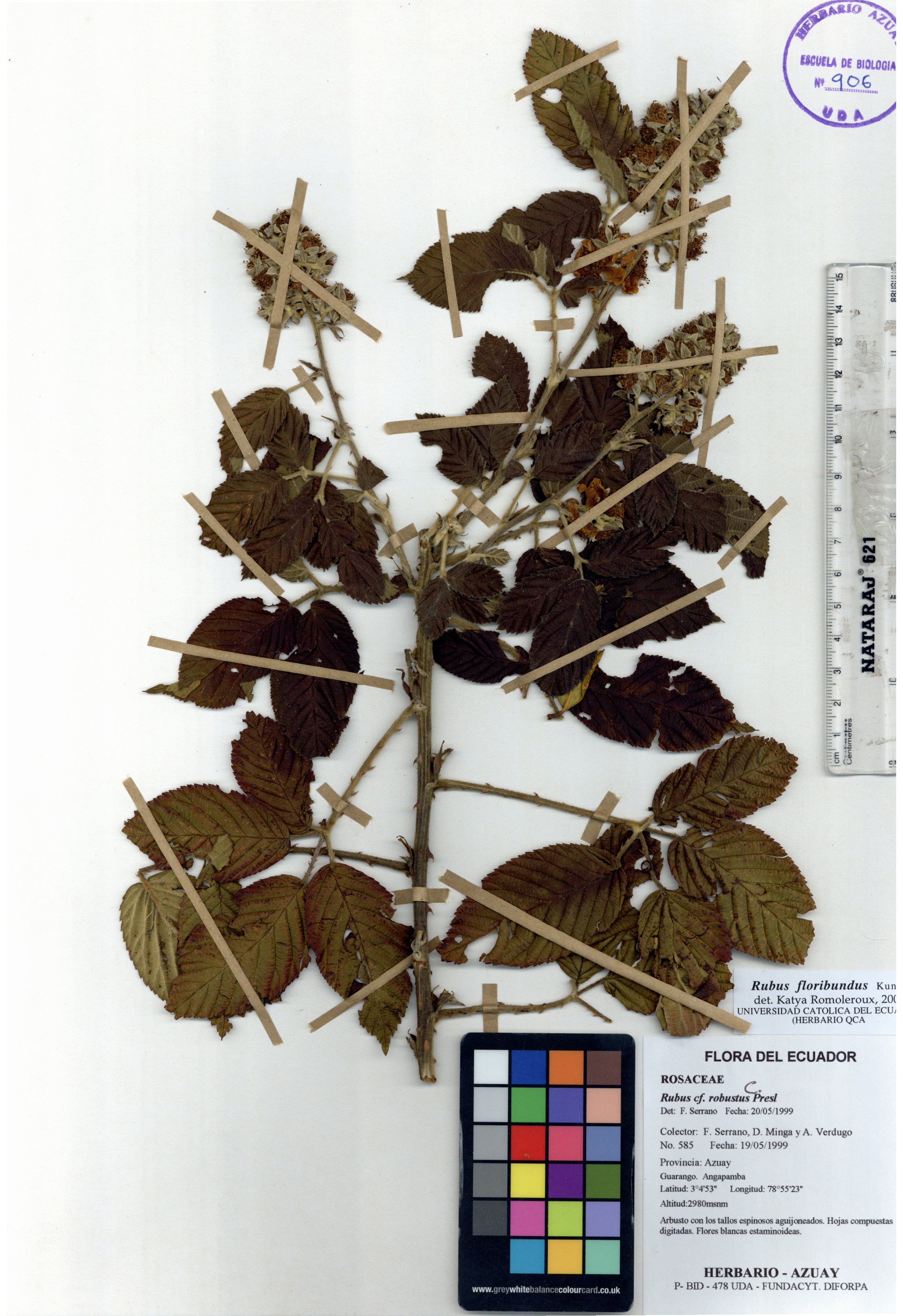 Rubus floribundus Kunth