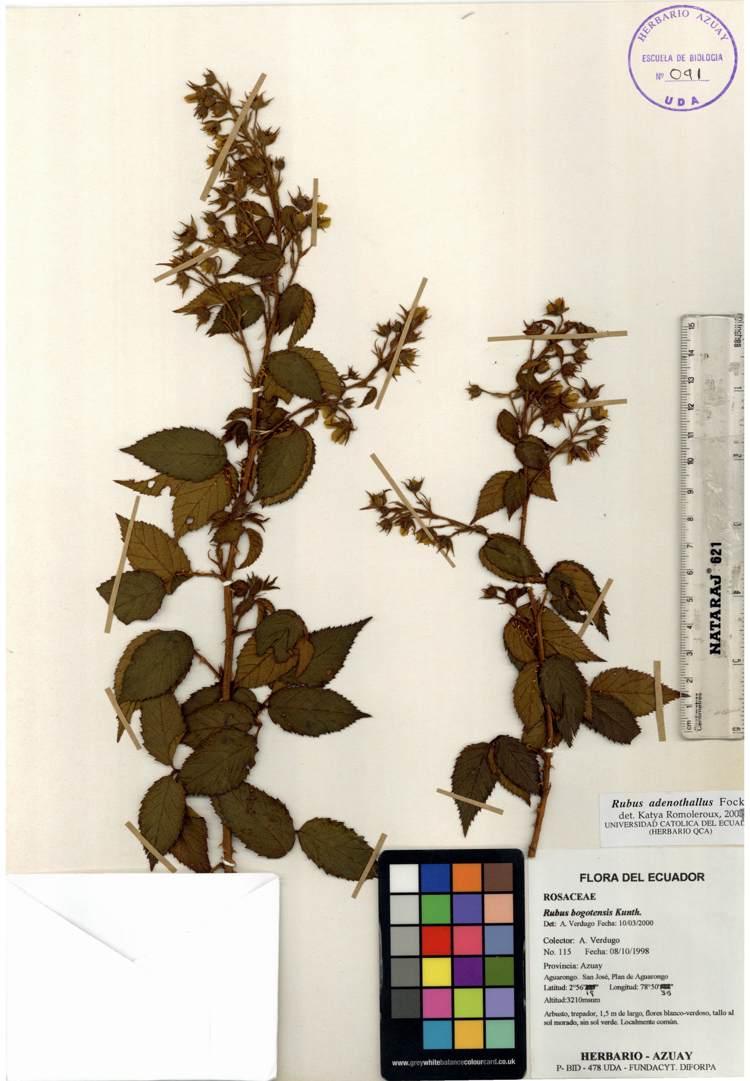 Rubus adenothallus Focke