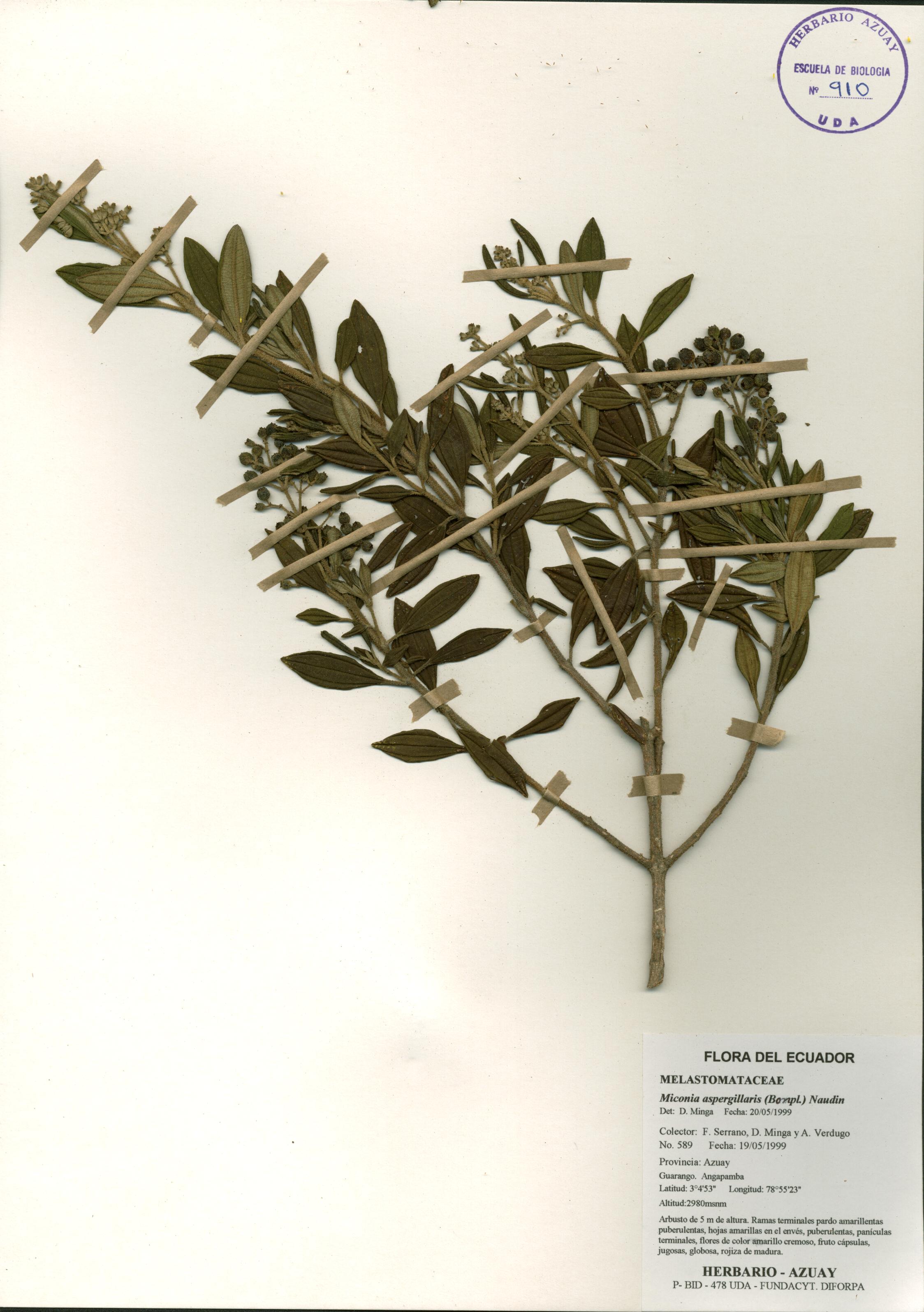 Miconia aspergillaris (Bonpl.) Naudin