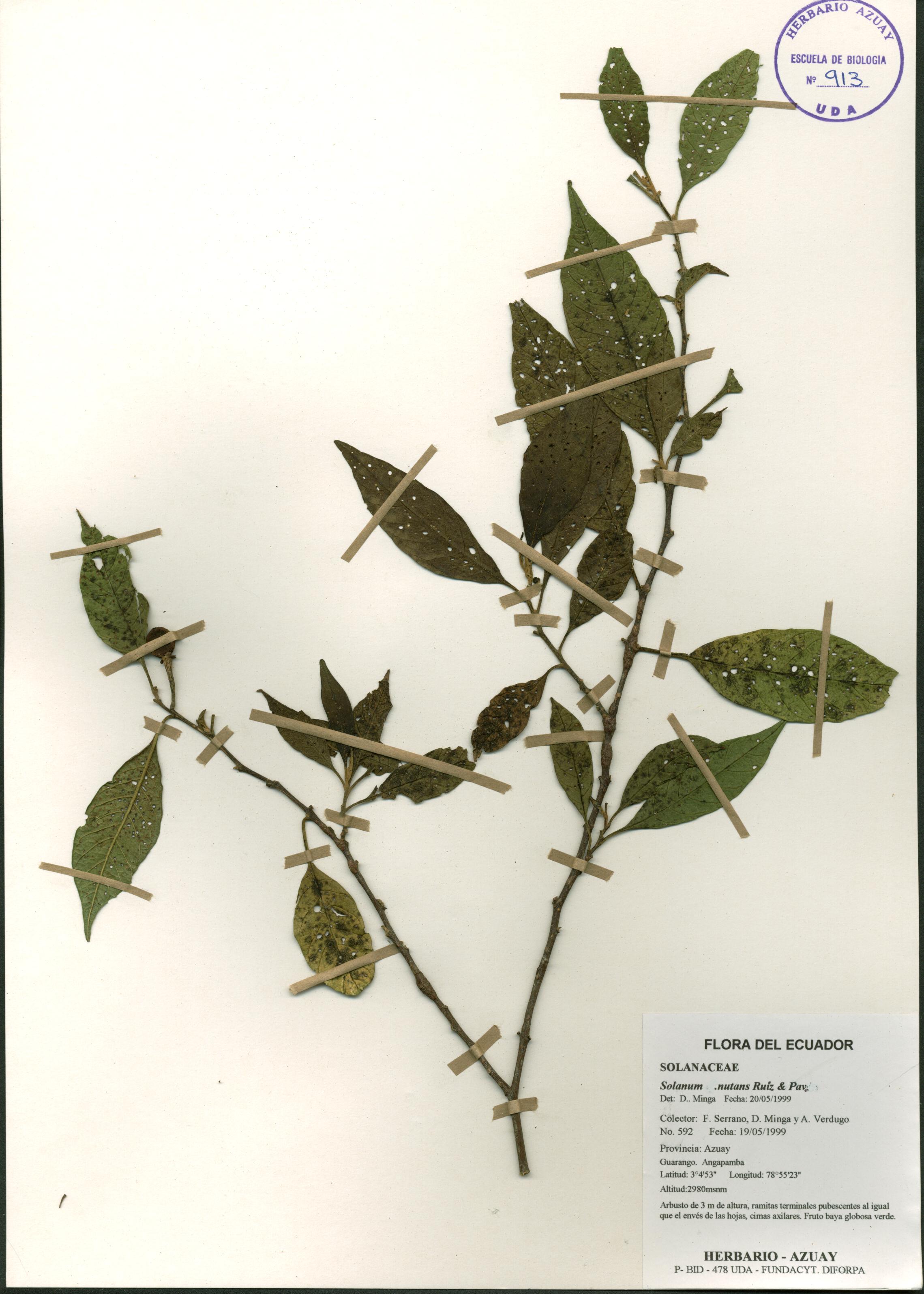 Solanum nutans Ruiz & Pav.