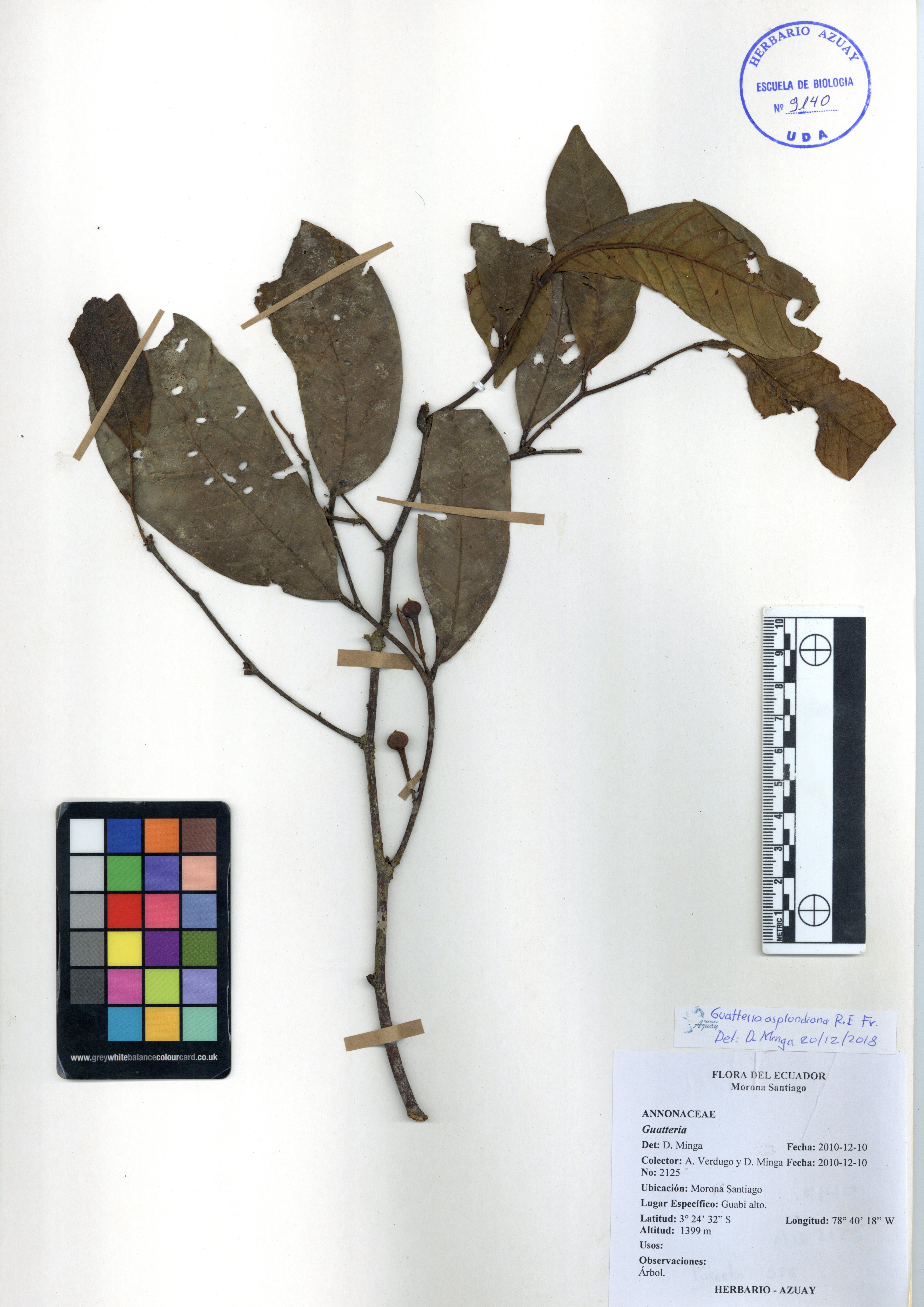 Guatteria asplundiana R.E. Fr.