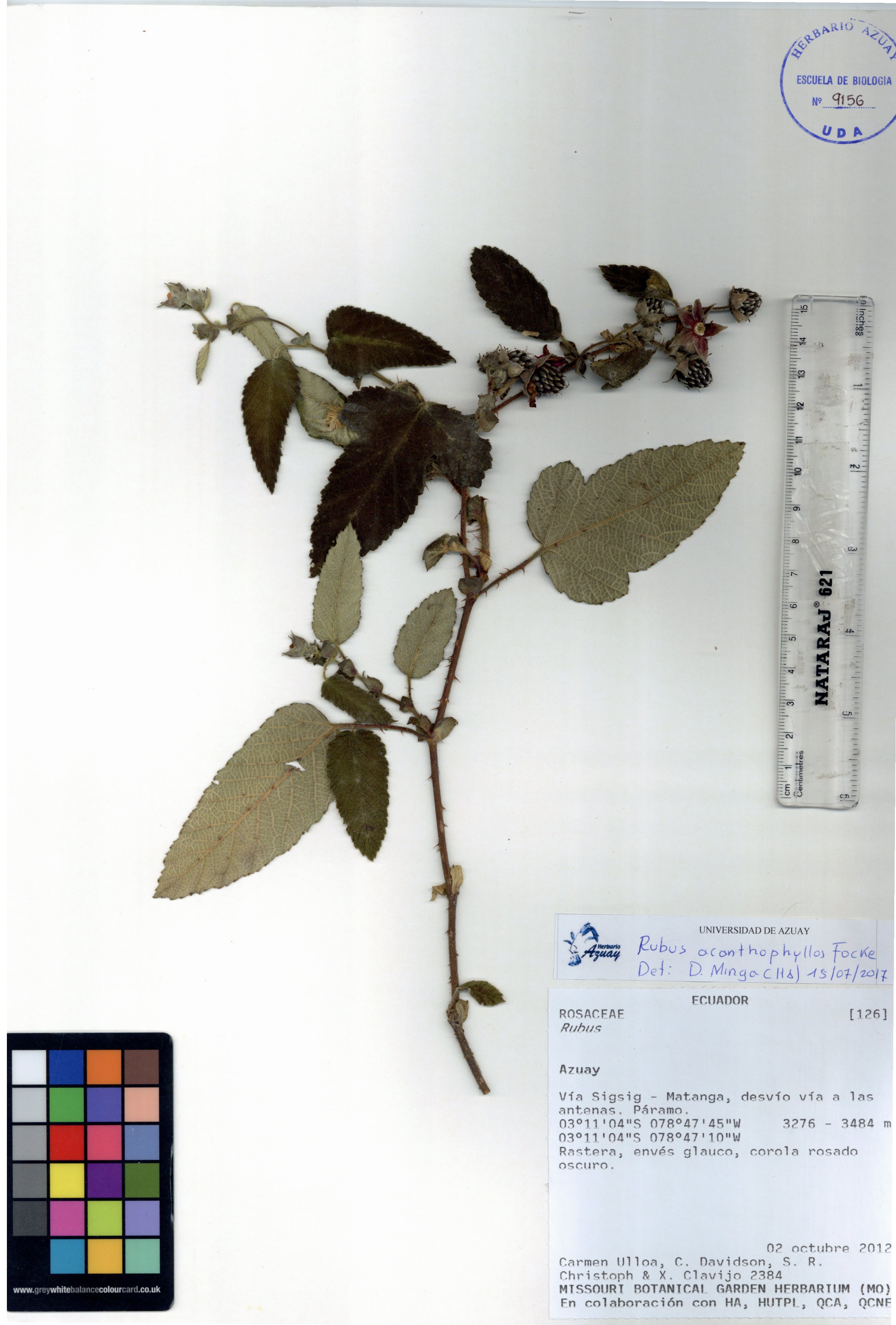 Rubus acanthophyllos Focke
