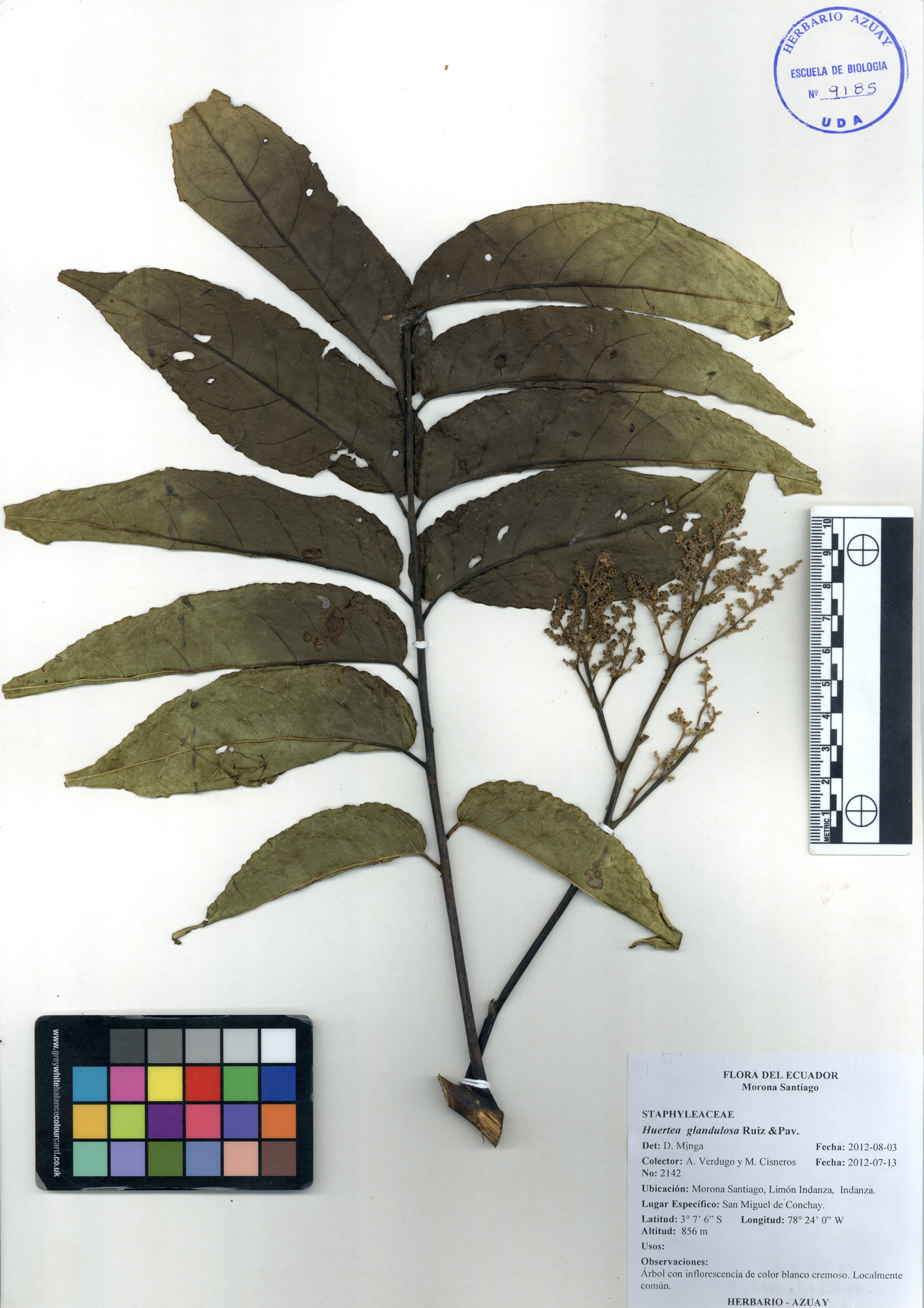 Huertea glandulosa Ruiz & Pav.