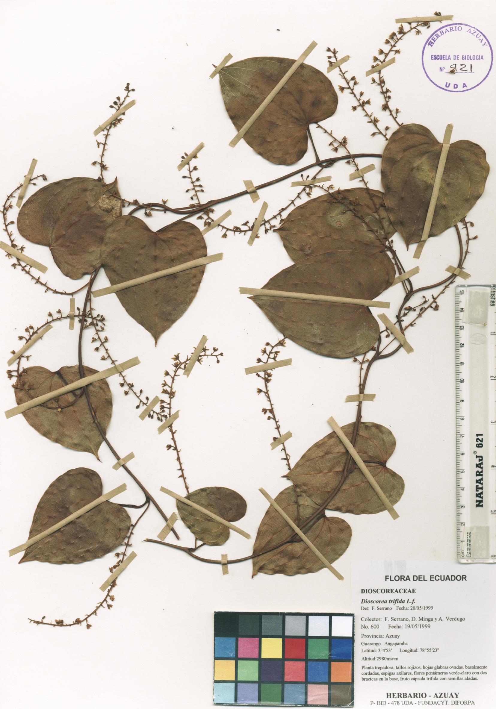 Dioscorea sin determinar sin determinar