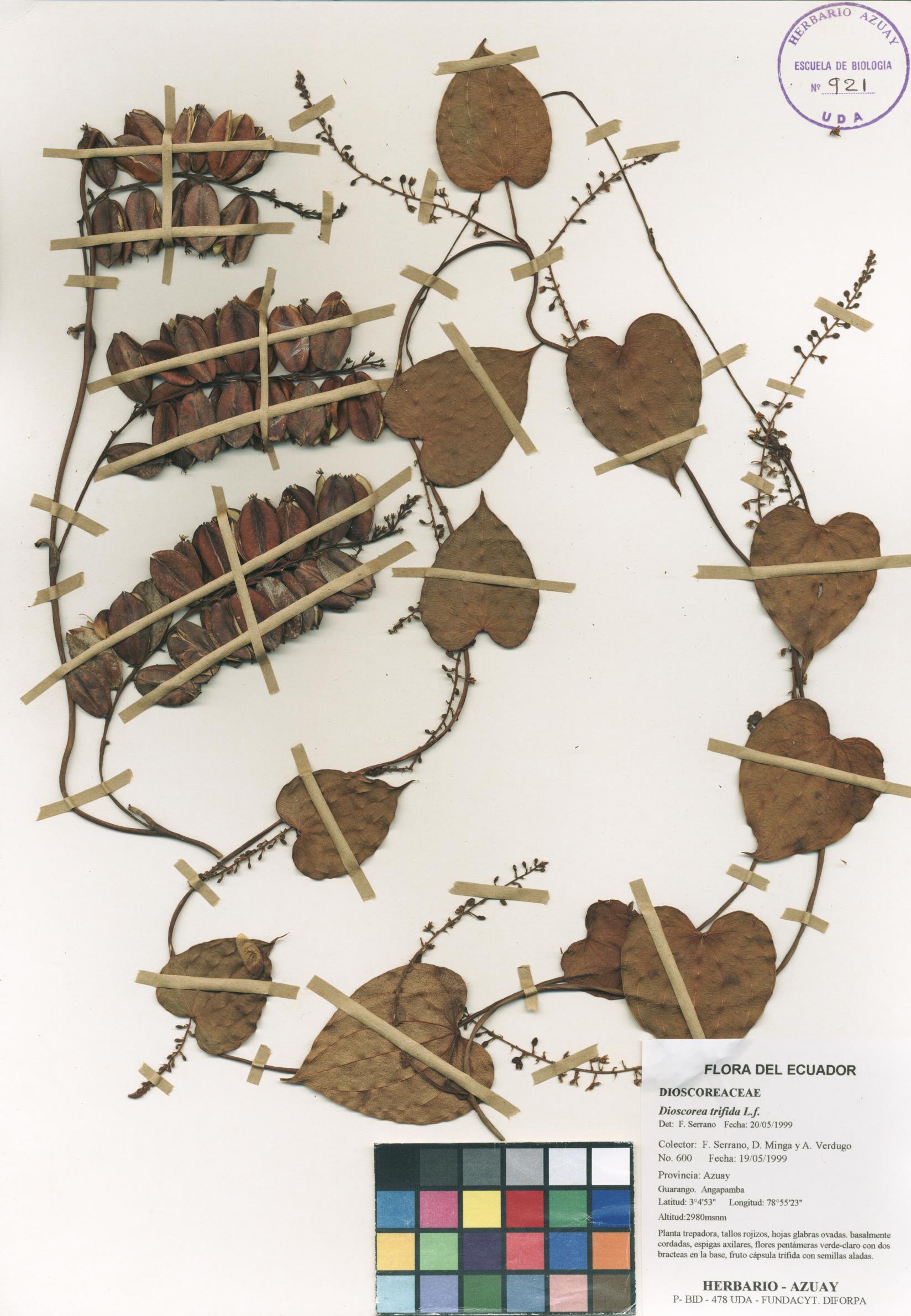 Dioscorea sin determinar sin determinar