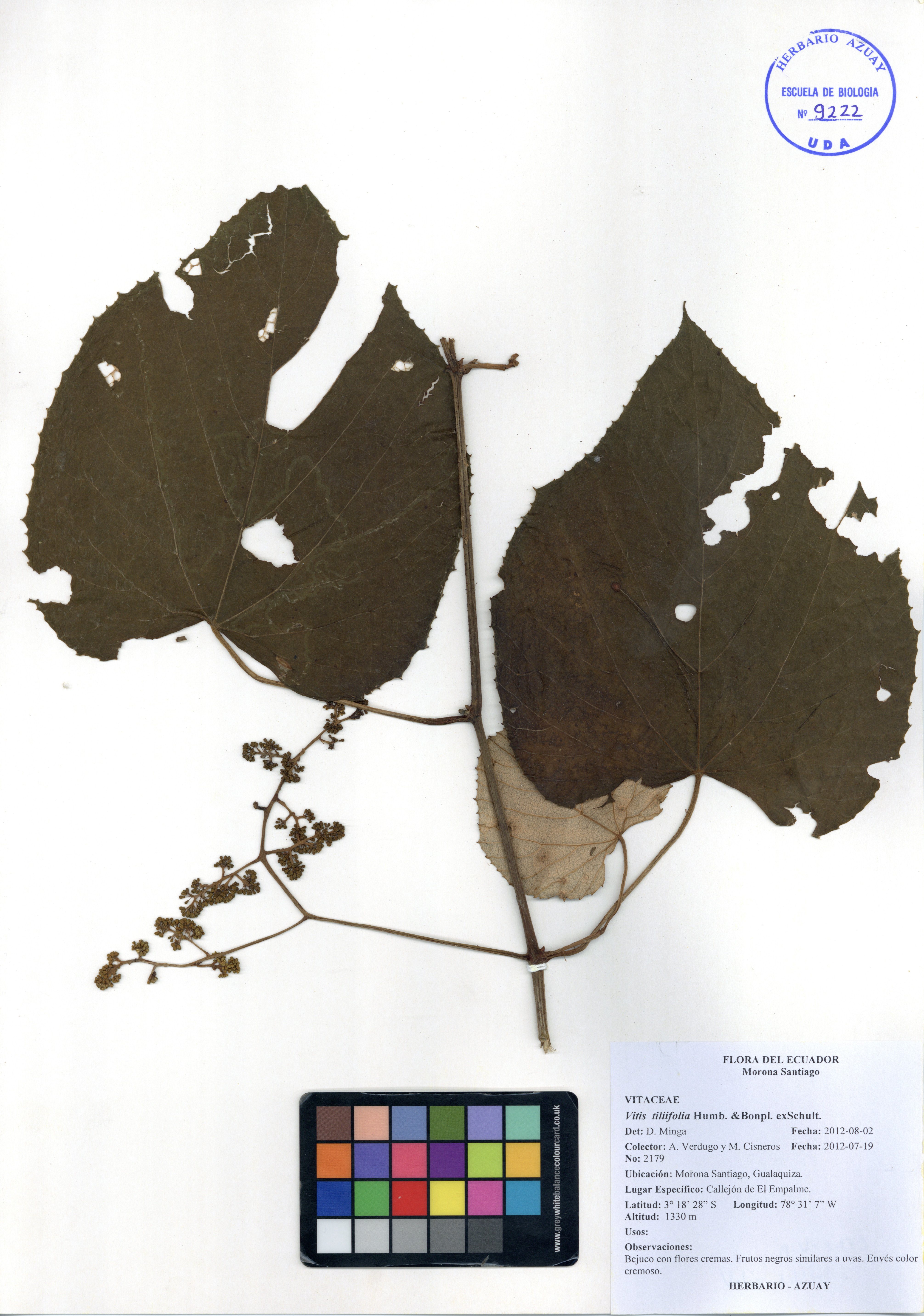 Vitis tiliifolia Humb. & Bonpl. ex Schult.