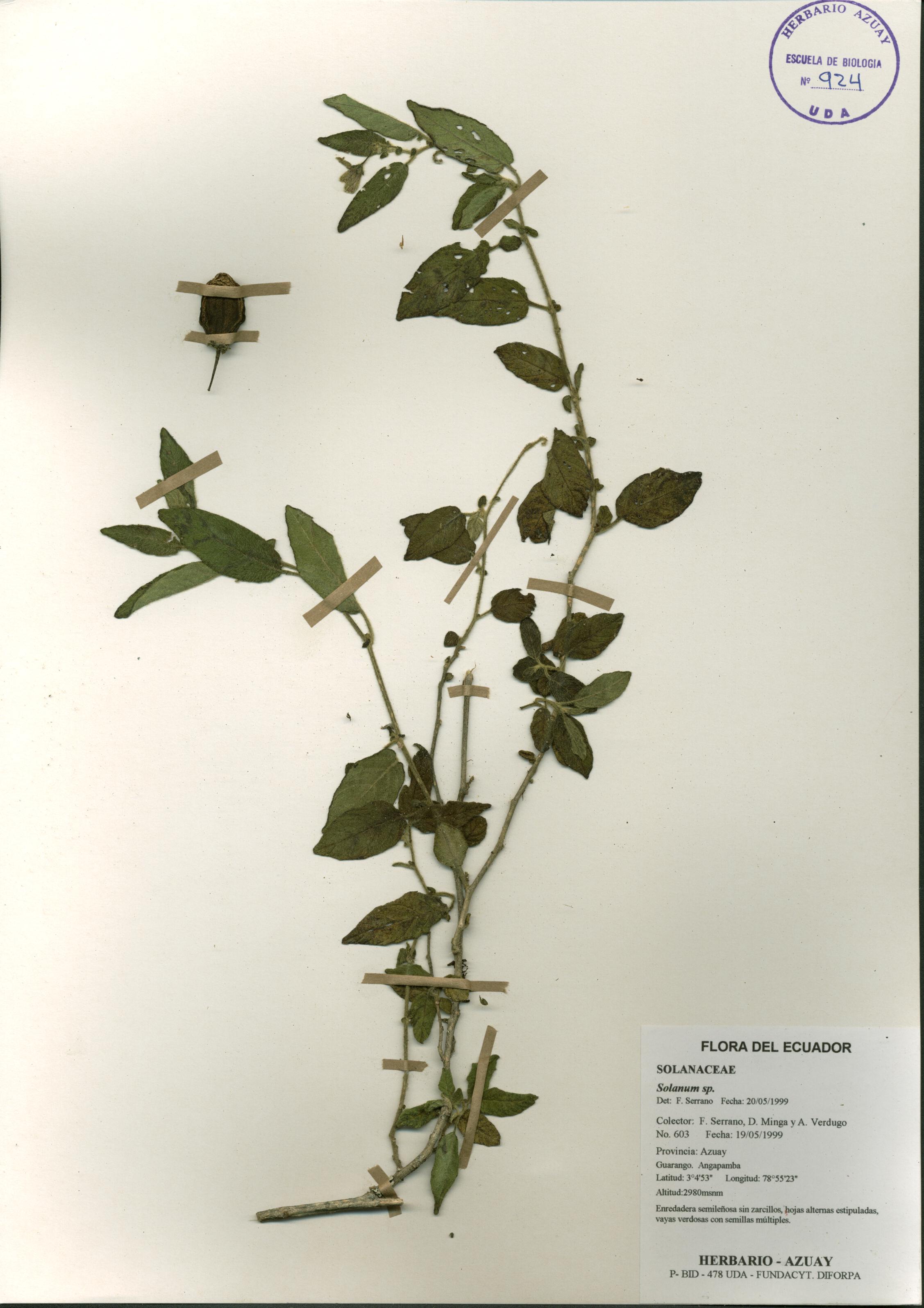 Solanum sp. SIN DETERMINAR