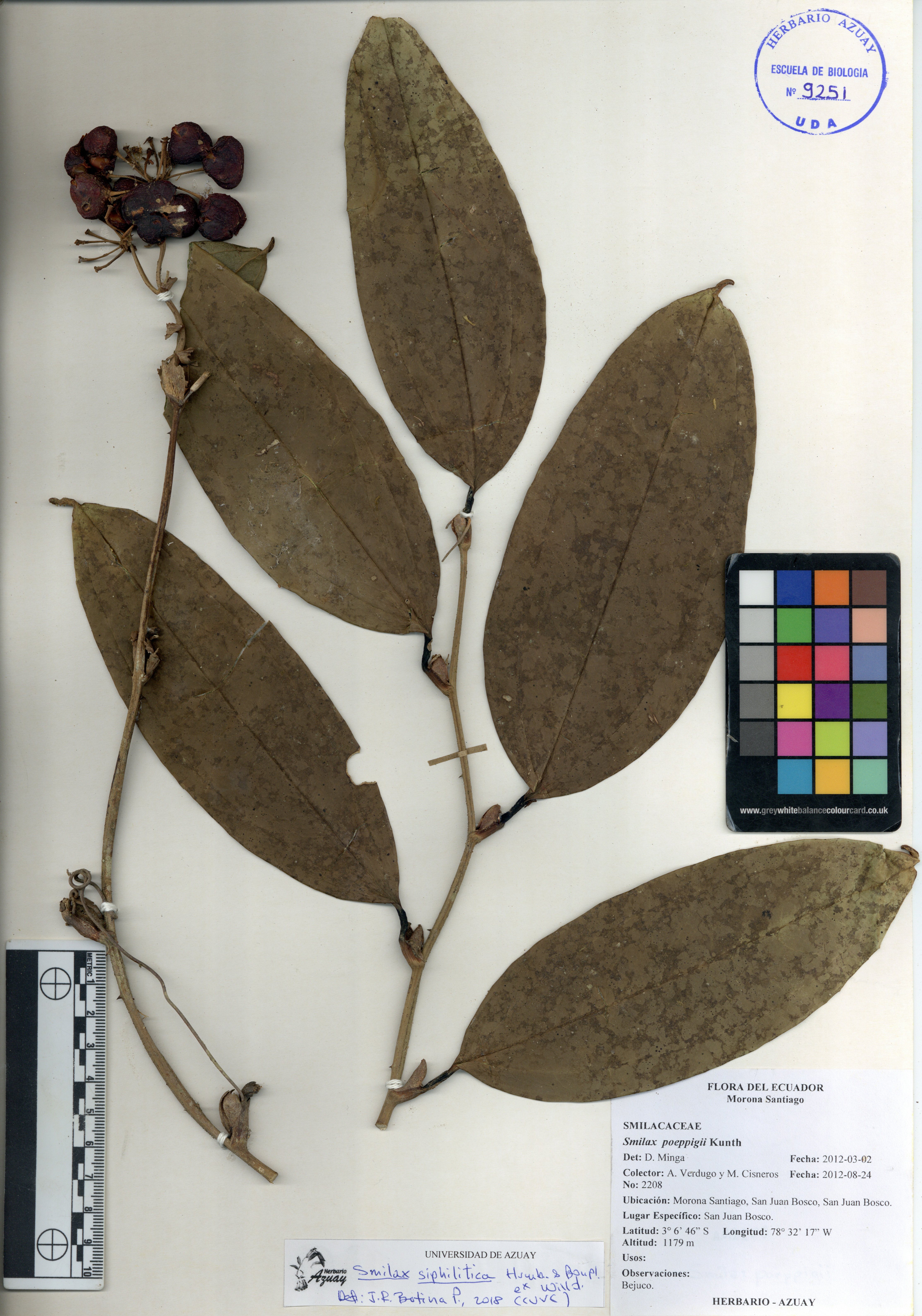 Smilax siphilitica Humb. & Bonpl. ex Willd.