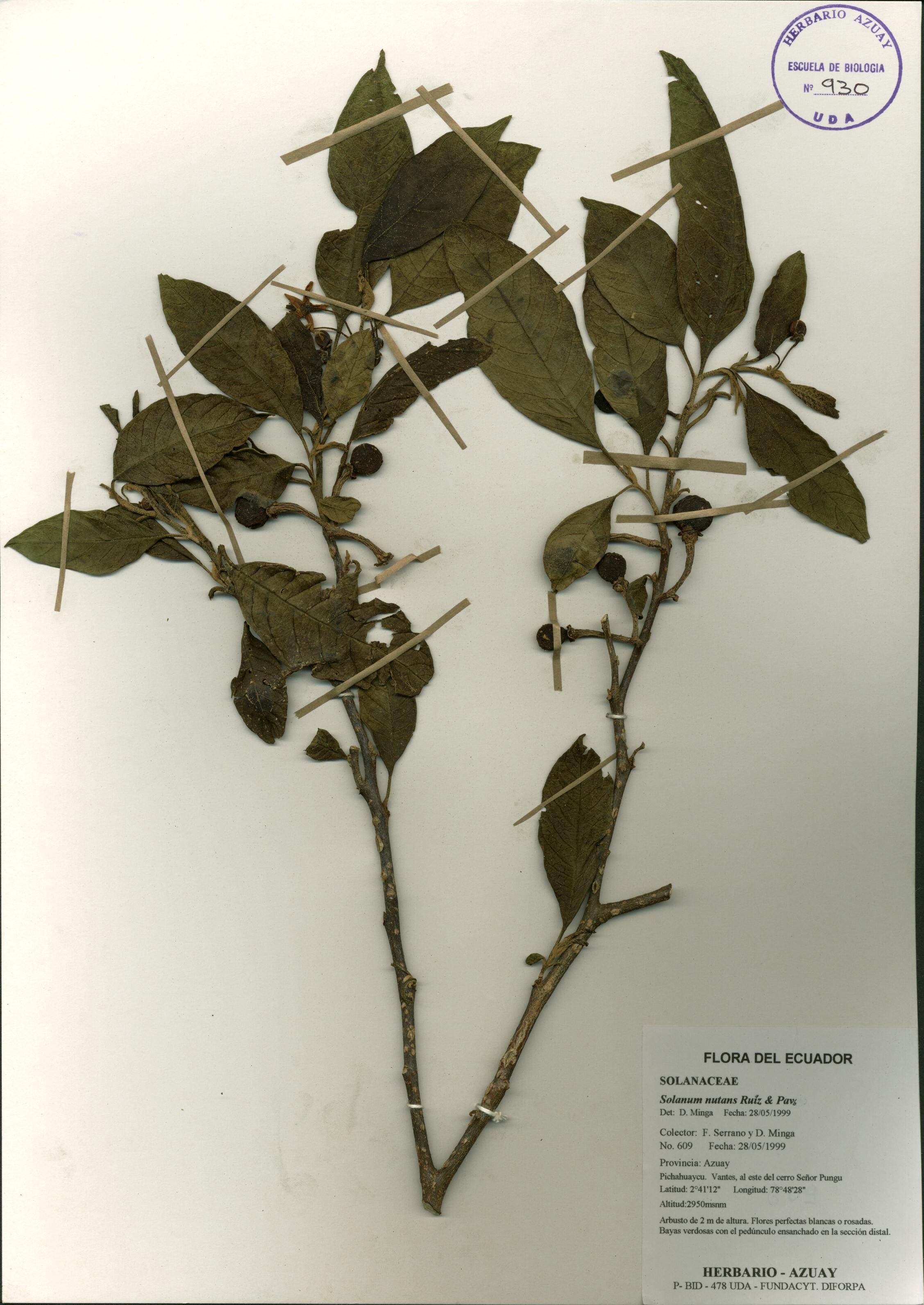 Solanum nutans Ruiz & Pav.