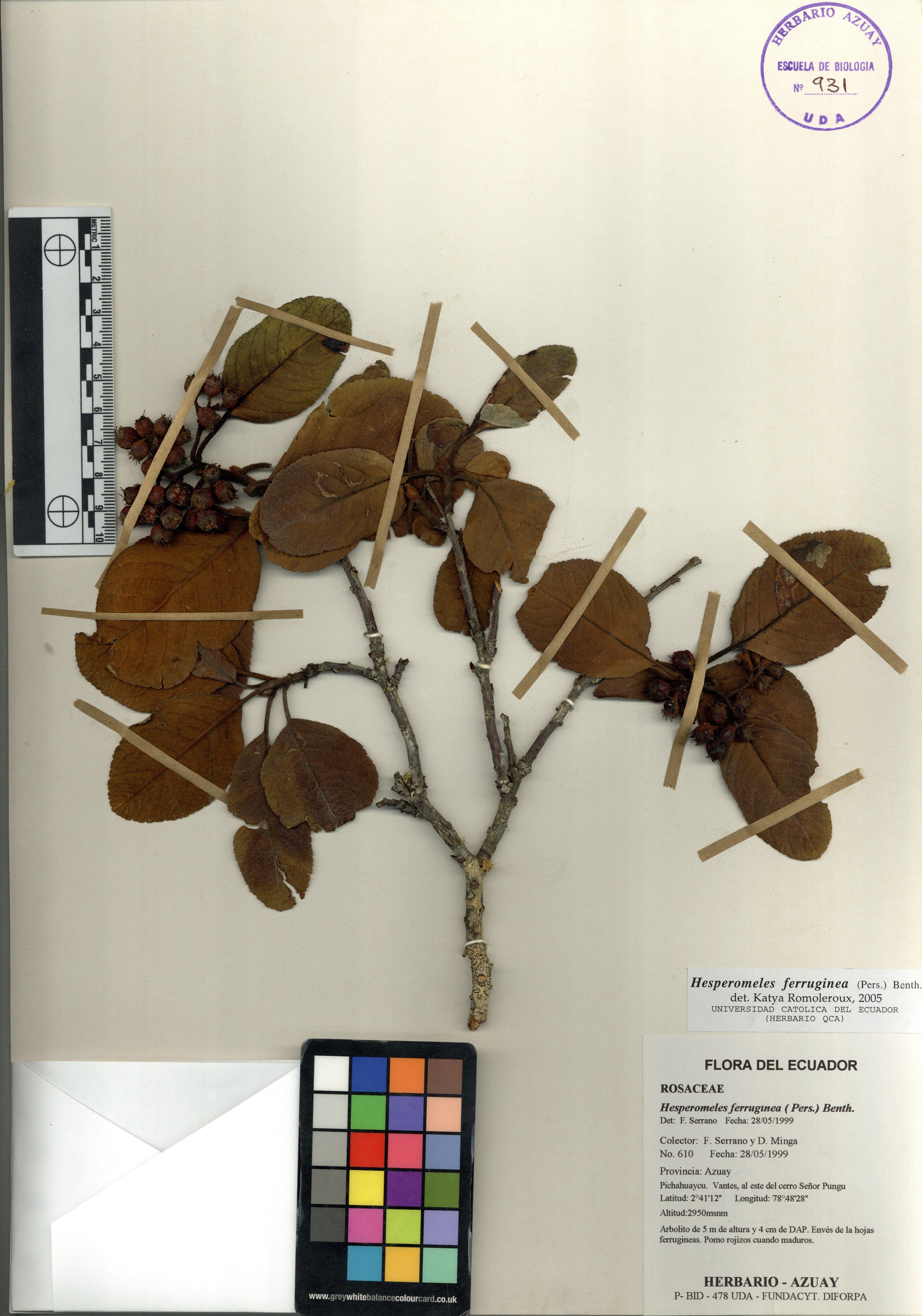 Hesperomeles ferruginea ( Pers.) Benth.